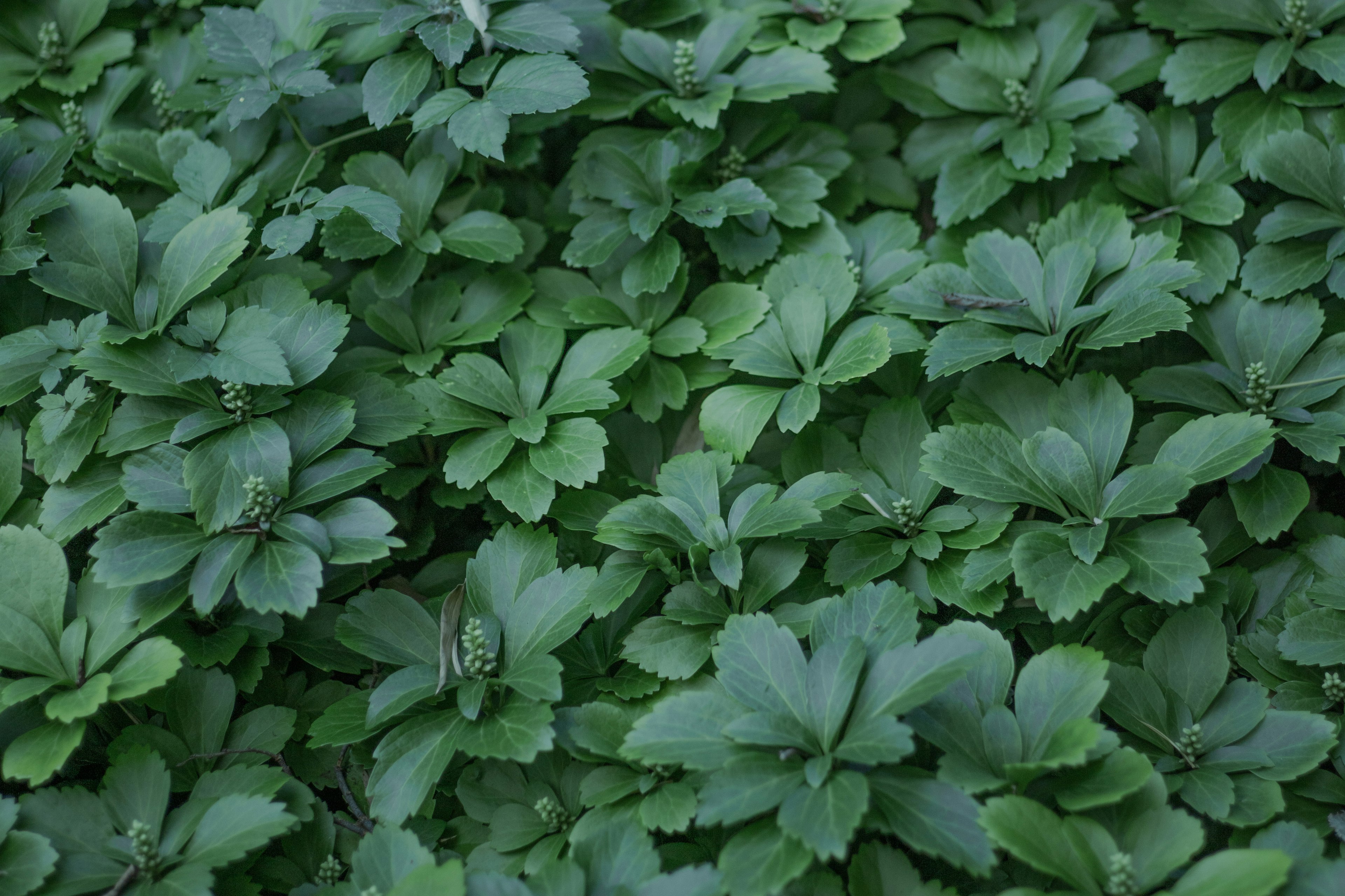 Primer plano de un follaje verde denso con hojas anchas