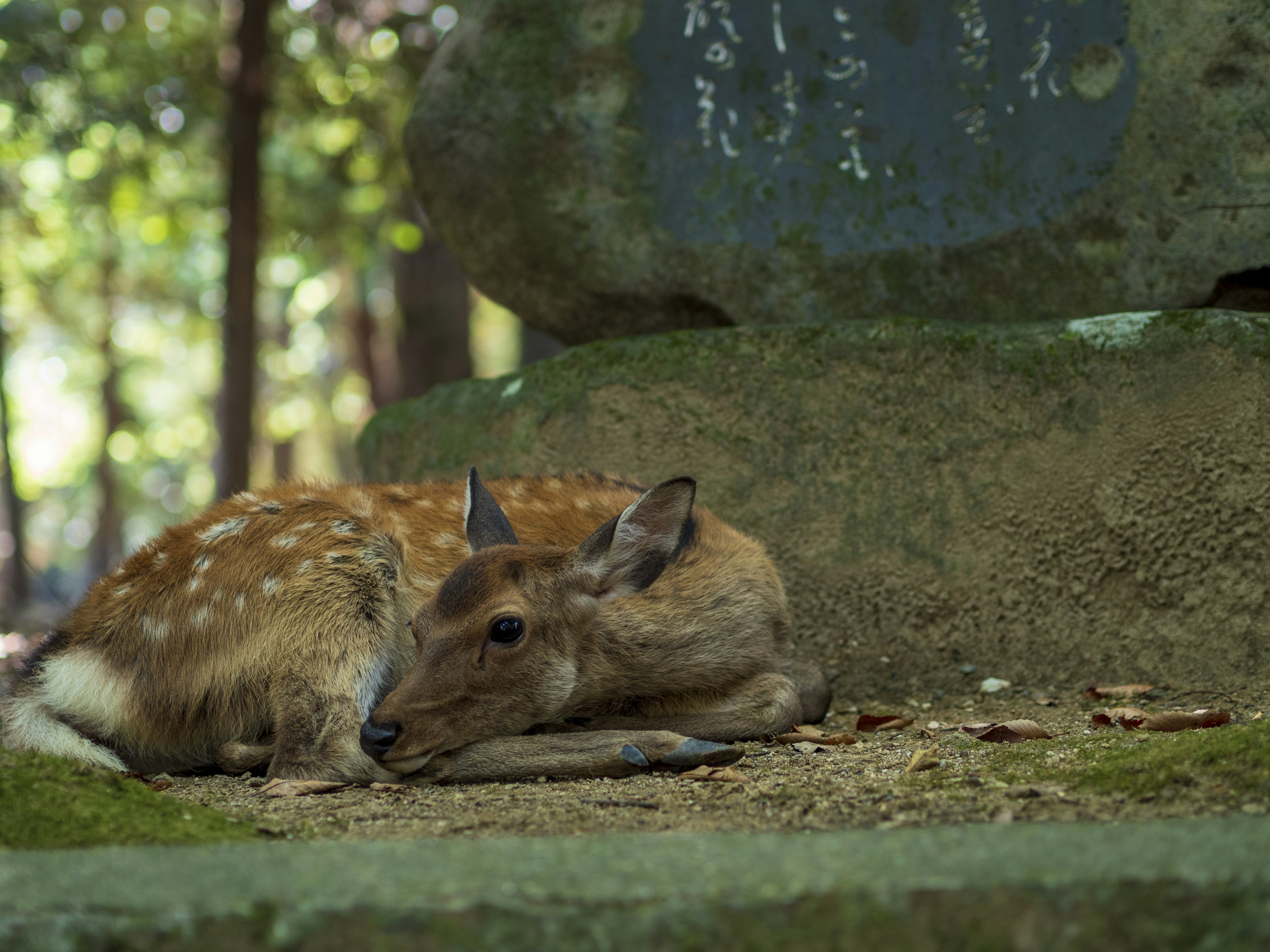 Un giovane cervo che riposa vicino a una pietra in un ambiente forestale sereno