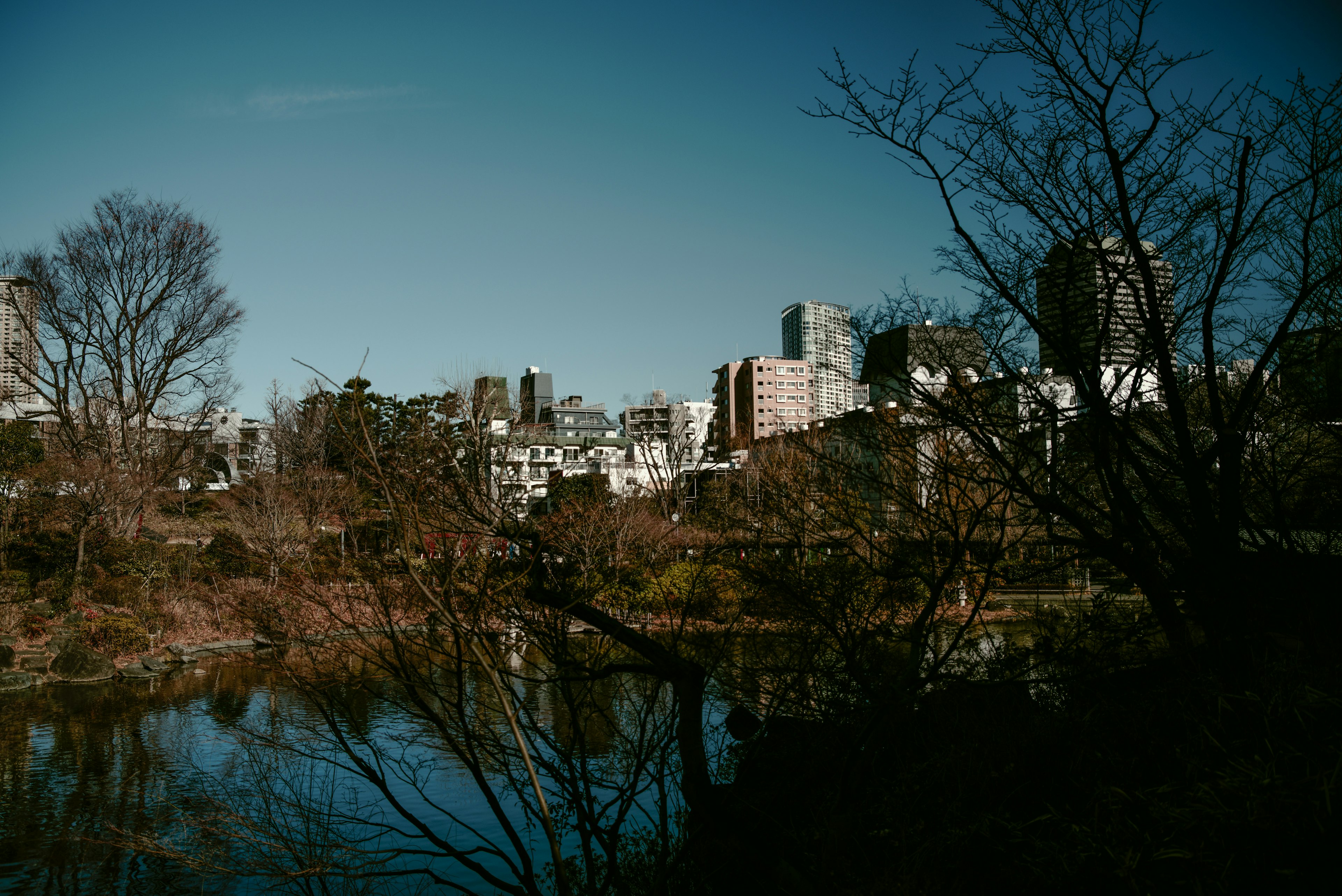 Quiet pond with bare trees against an urban skyline