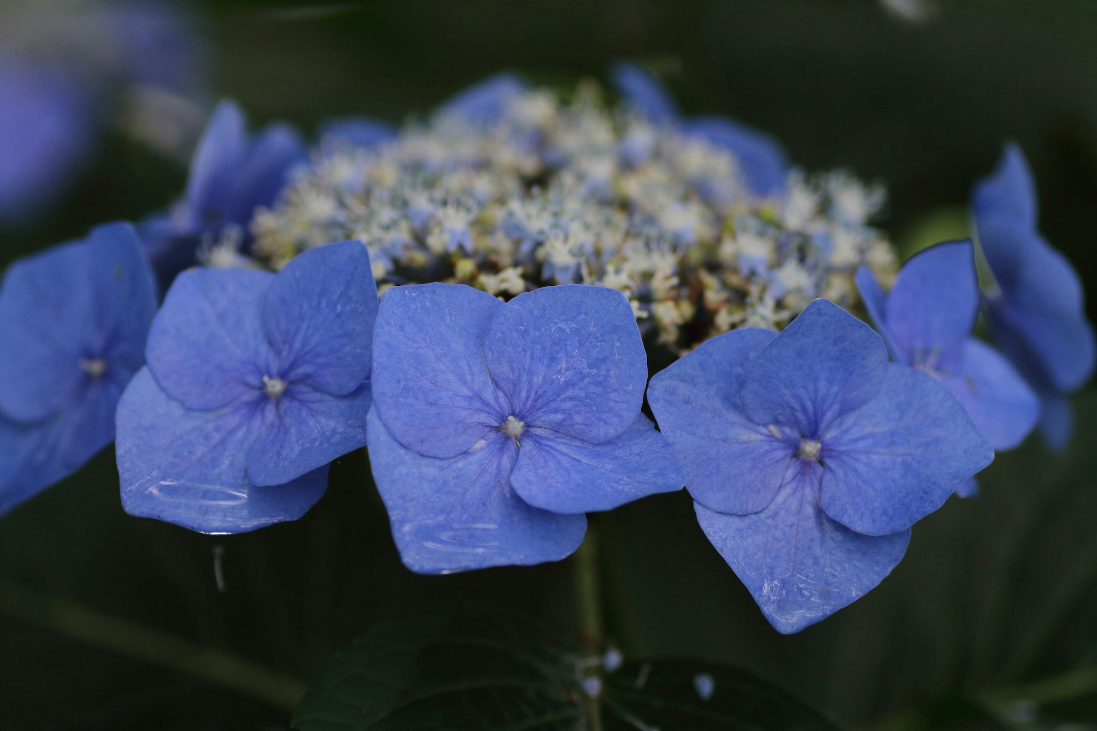 Blaue Hortensienblüten mit umgebenden Blättern