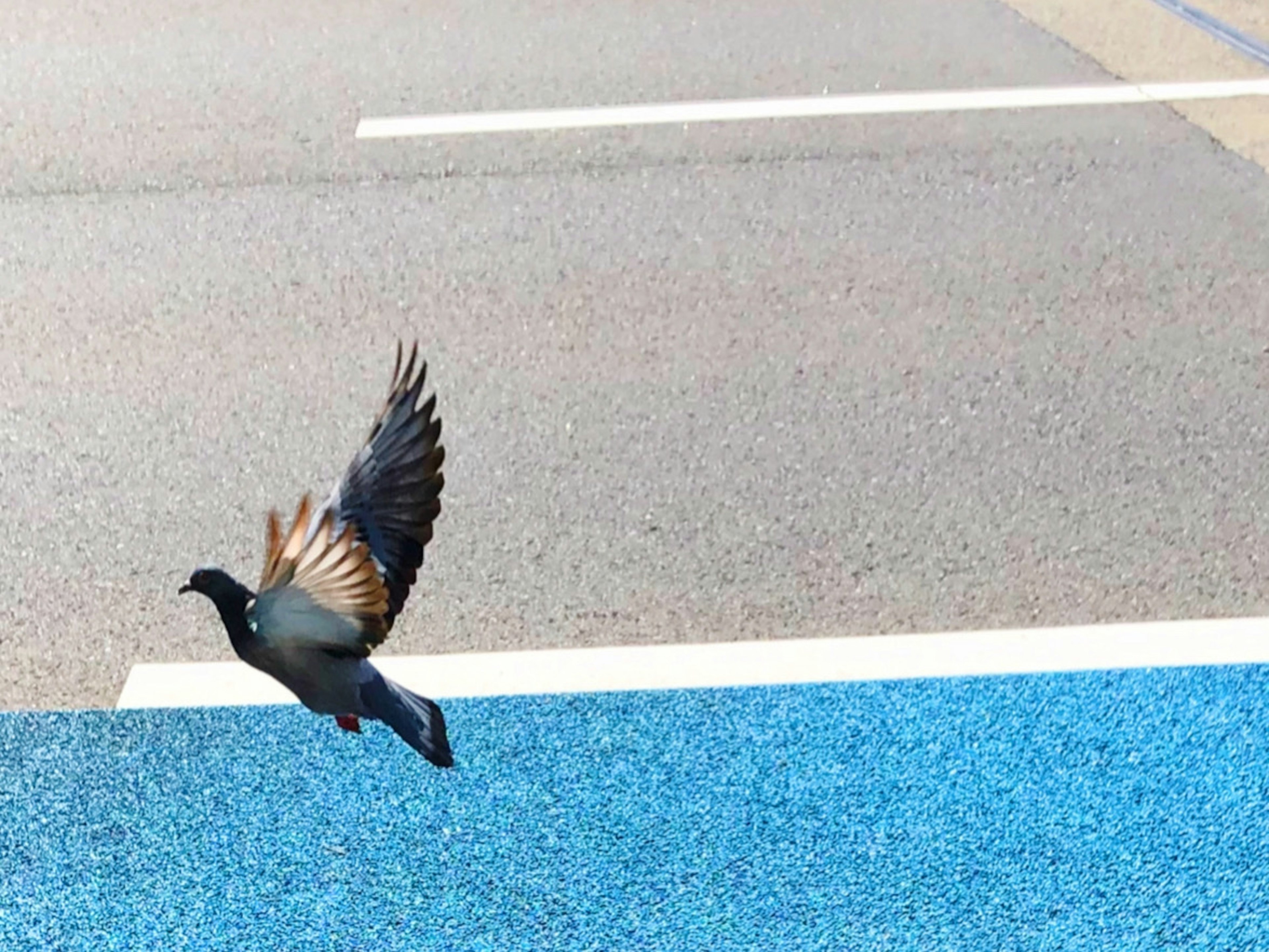 Un uccello che vola sopra una superficie blu