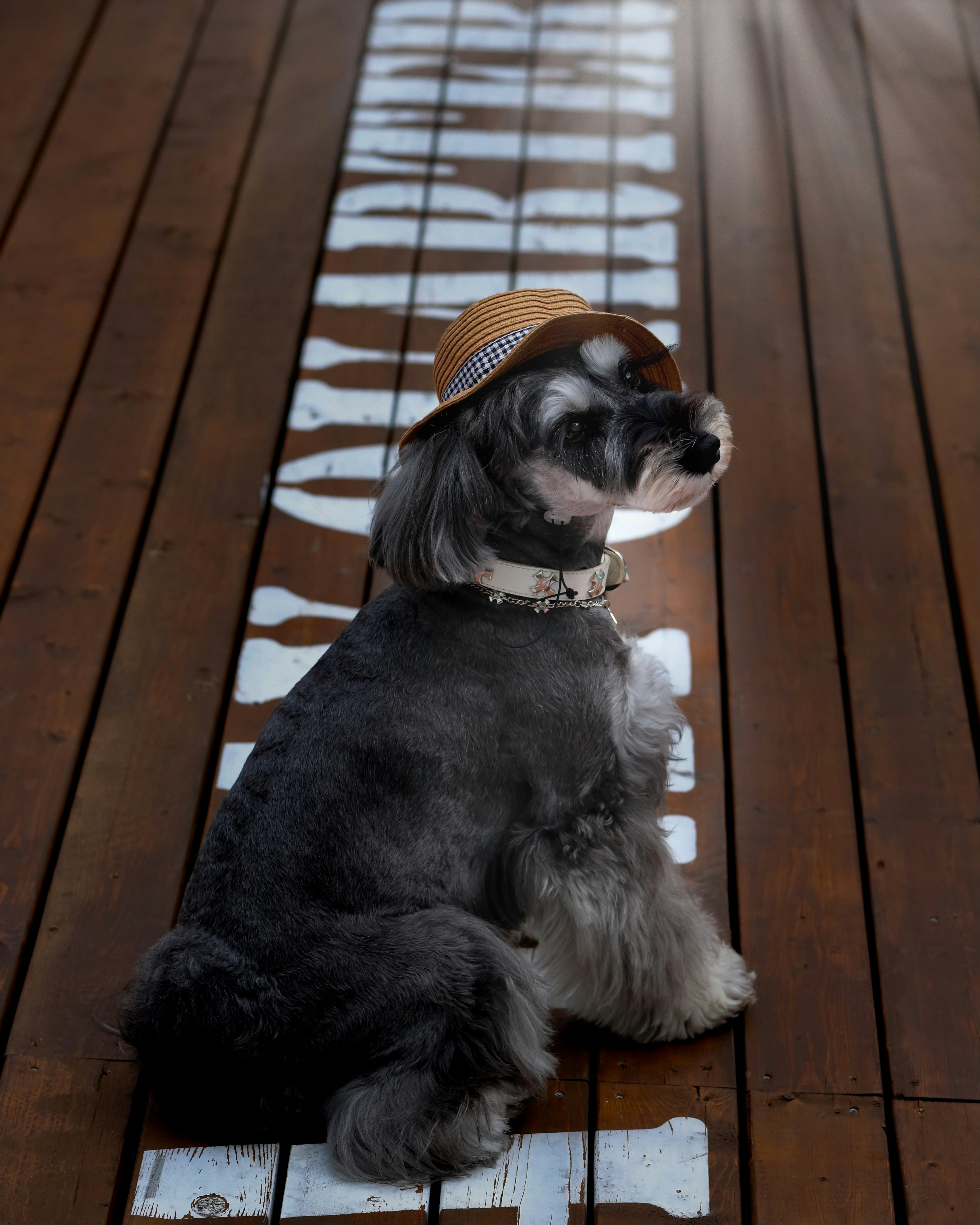 Ein Hund mit einem Hut sitzt auf einem Holzboden