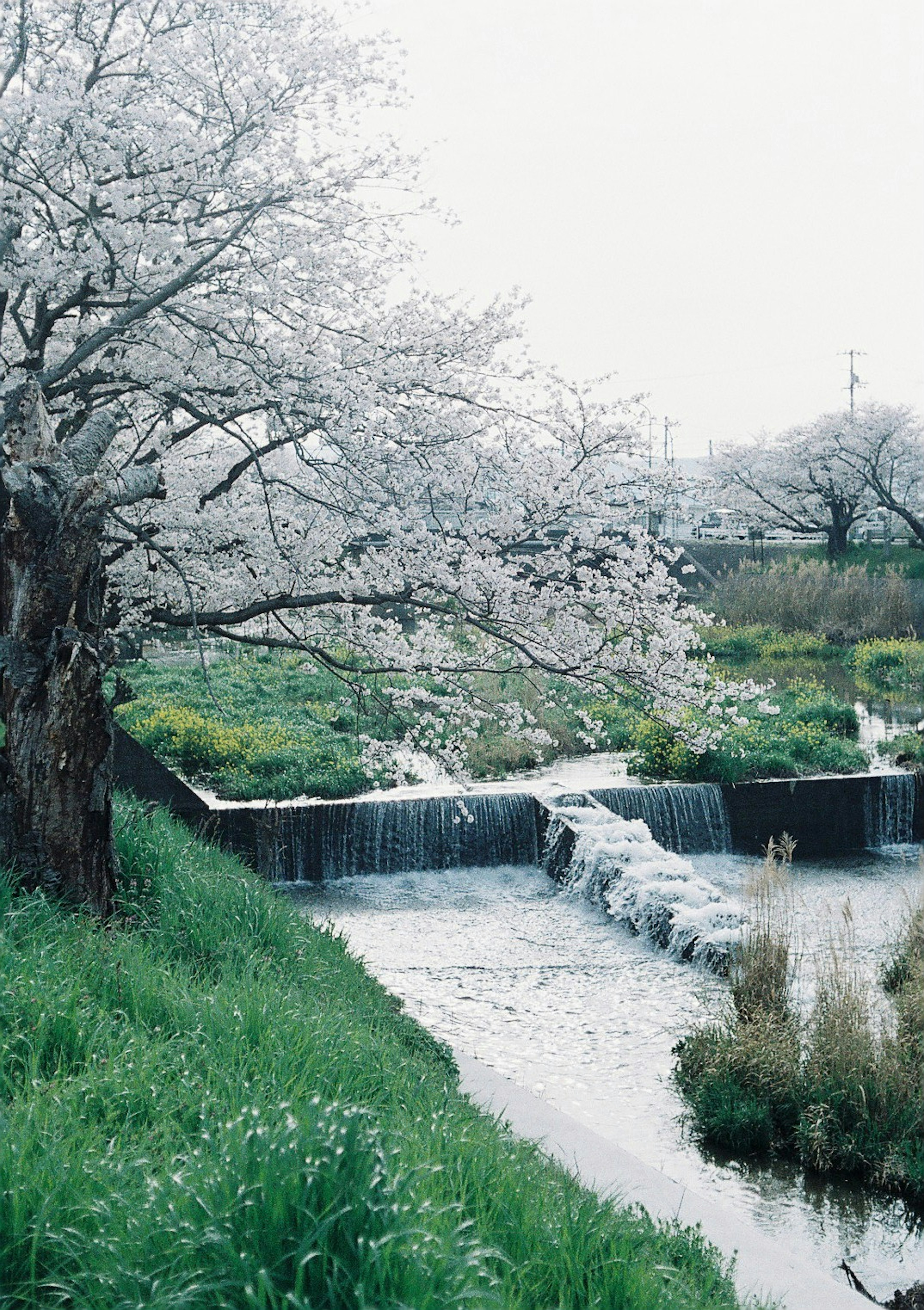 桜の花が咲く川辺の風景 緑の草と水の流れが美しい