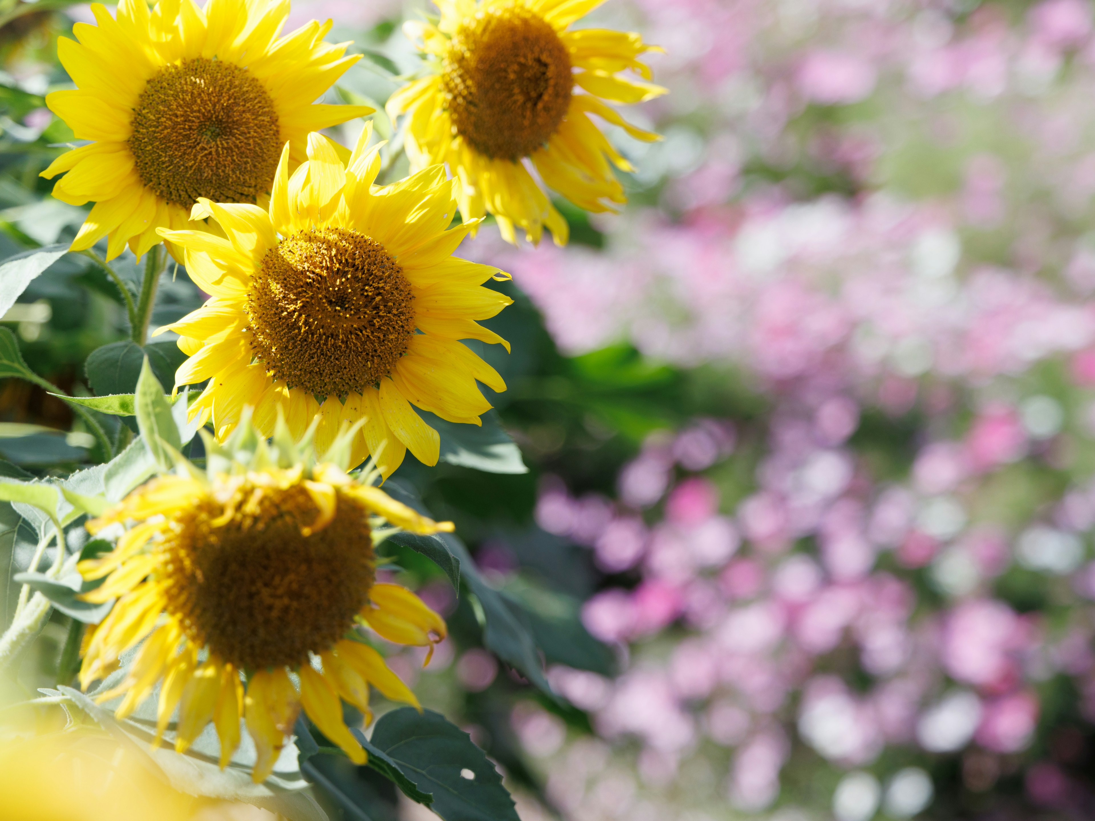 Nahaufnahme von leuchtend gelben Sonnenblumen in einem Blumengarten mit rosa Blumen im Hintergrund