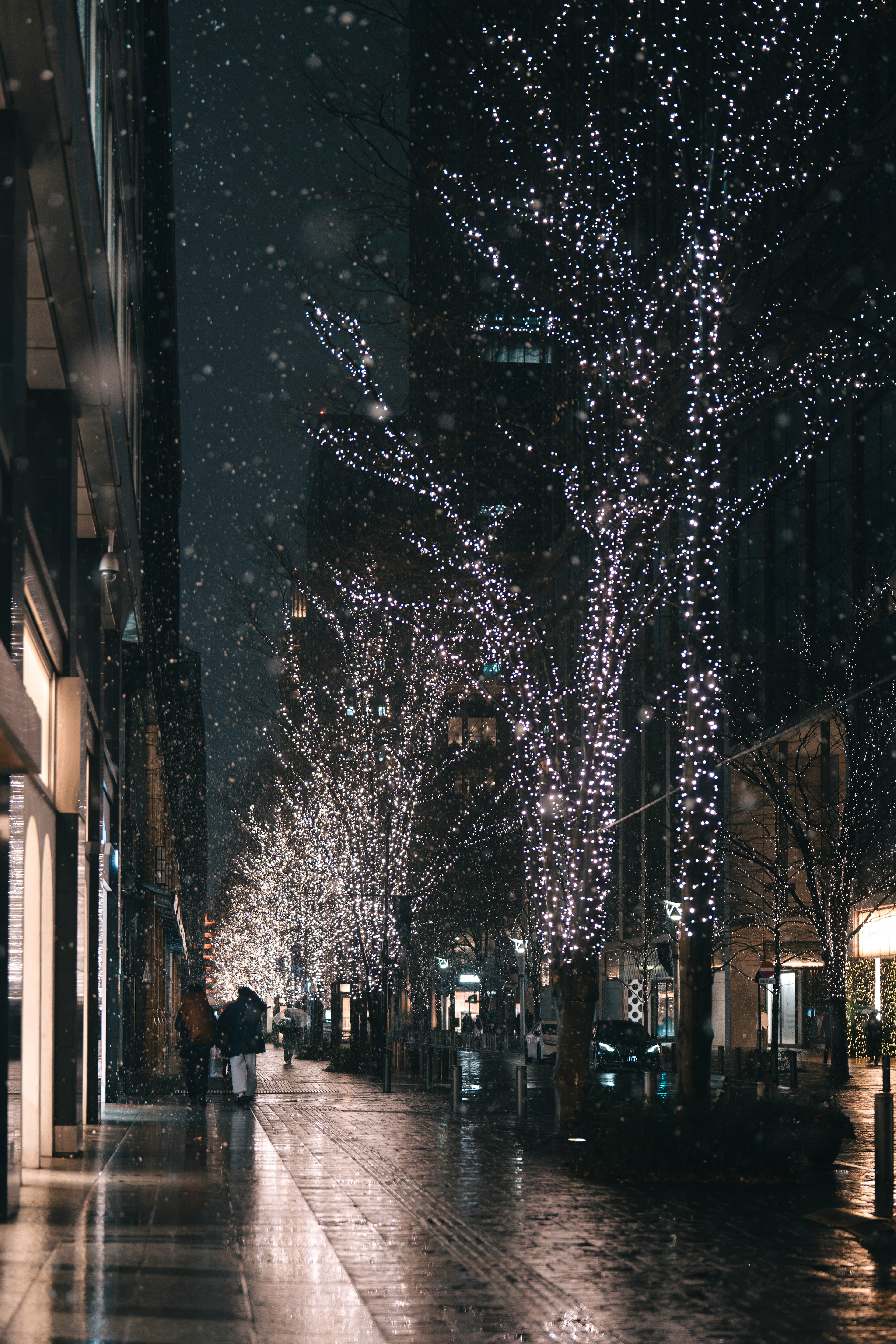 Illuminated trees along a wet sidewalk in a city at night