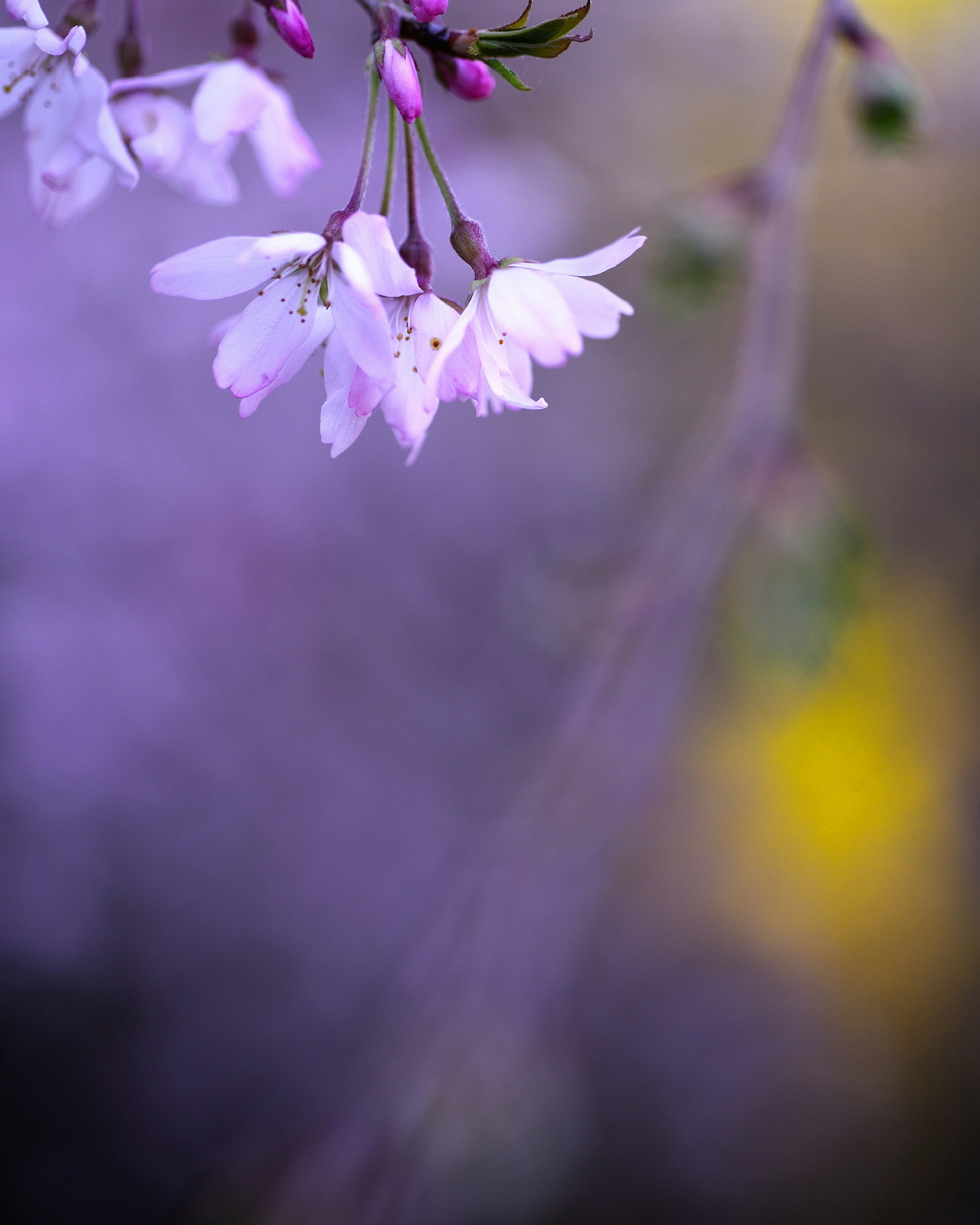 ภาพสวยของดอกซากุระบนพื้นหลังสีม่วงอ่อน