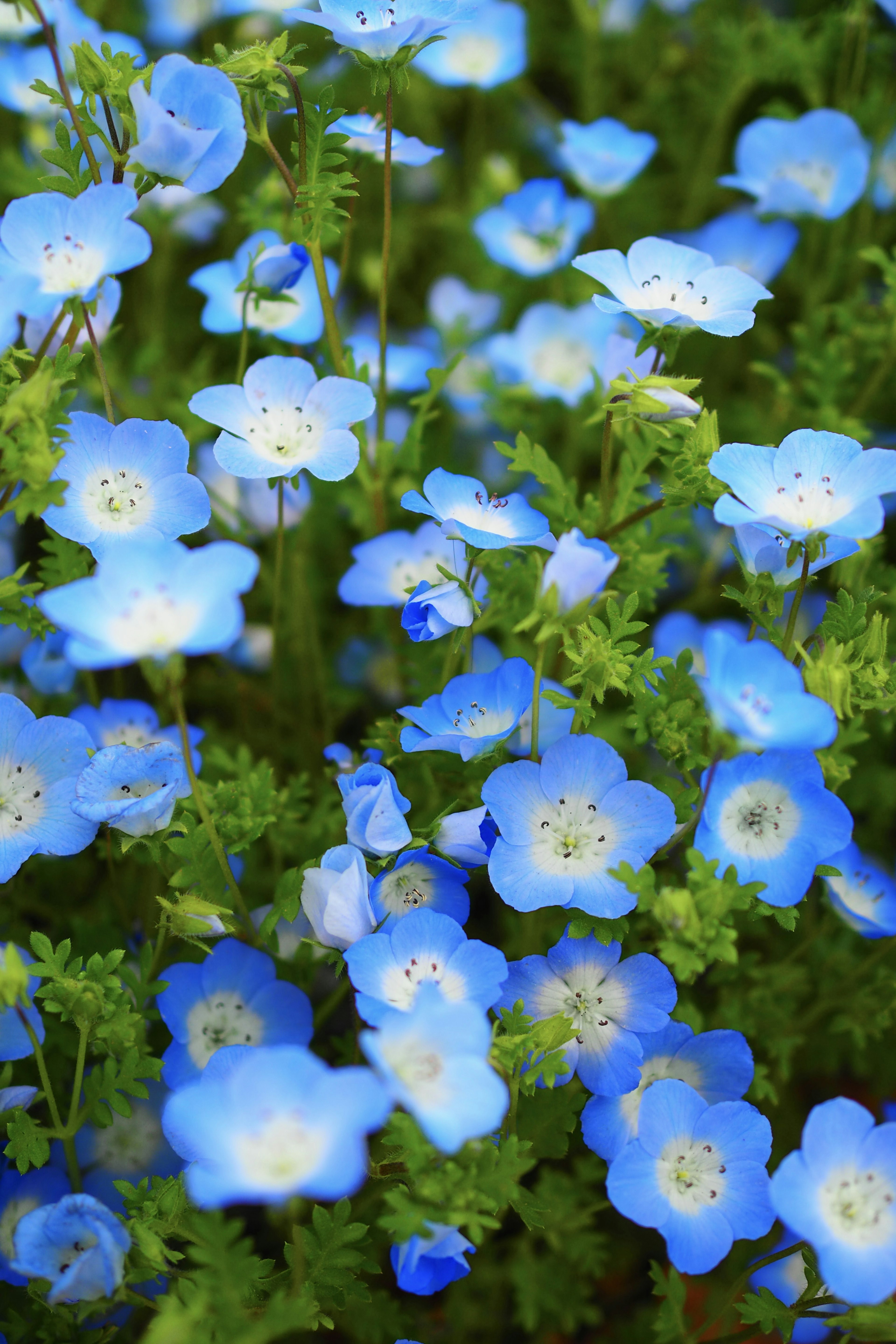 Ein lebhaftes Feld blauer Blumen in voller Blüte