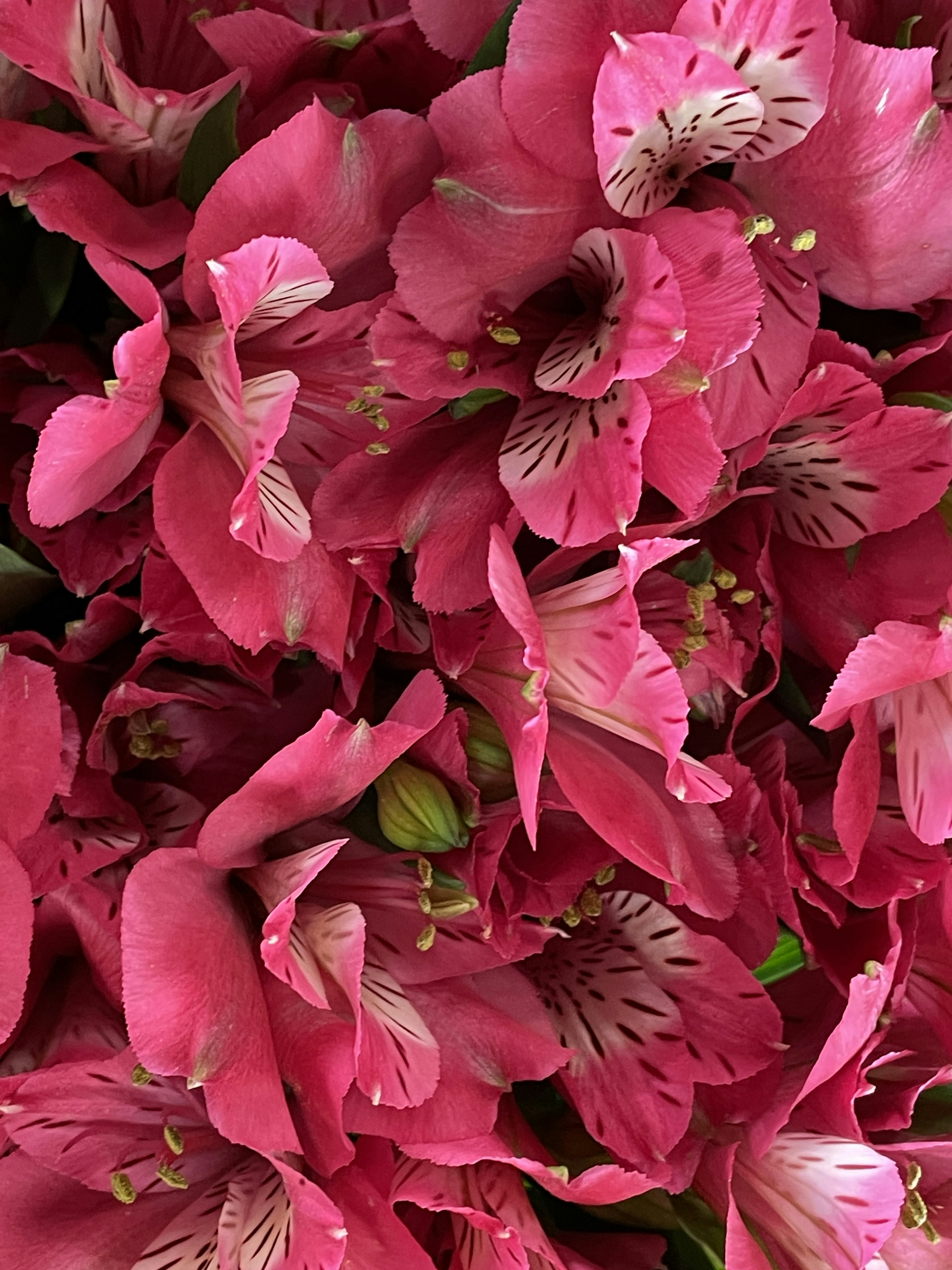 Nahaufnahme von lebhaften rosa Blumen mit überlappenden Blütenblättern