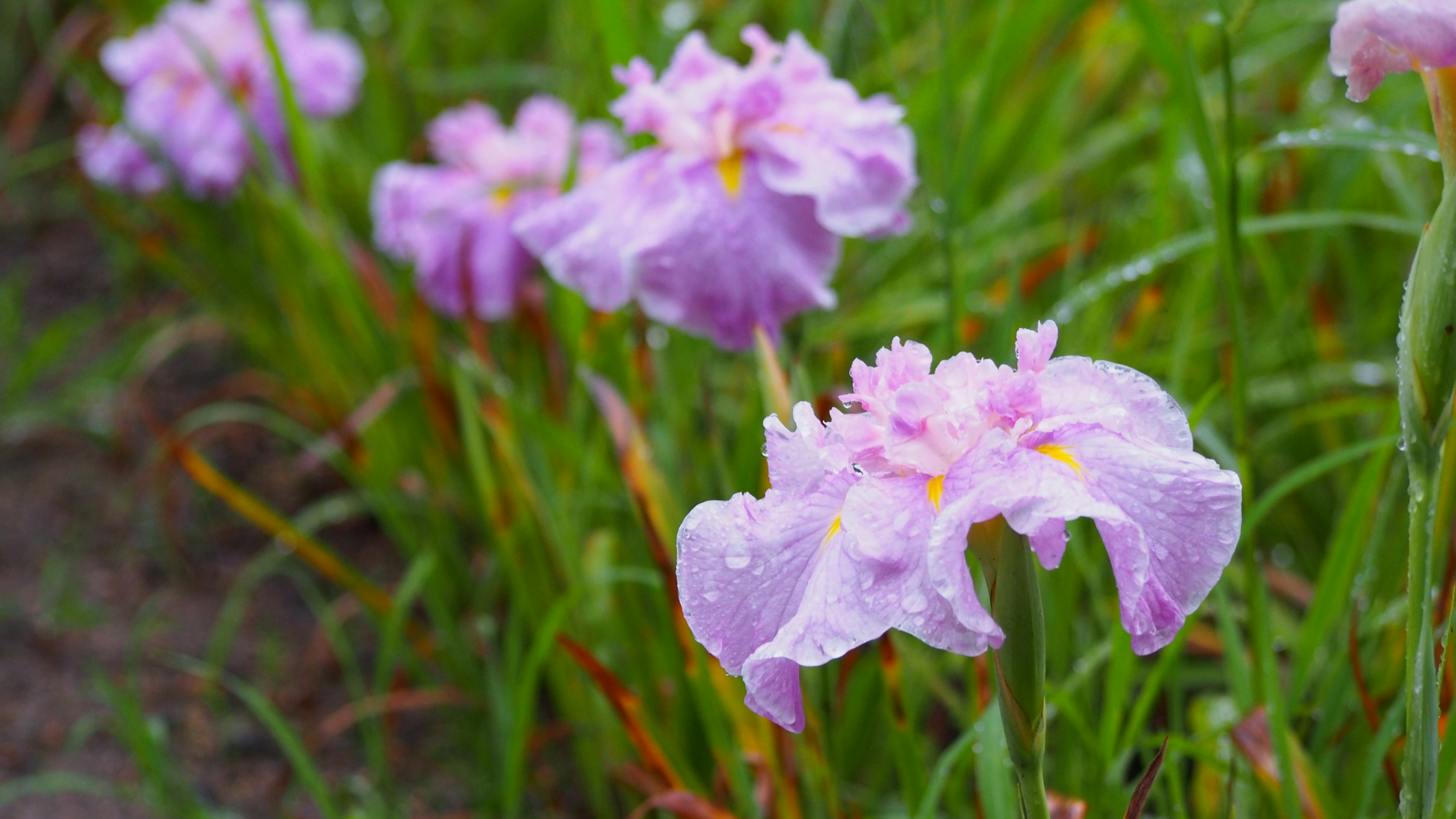 Pink flowers blooming in green grass with raindrops