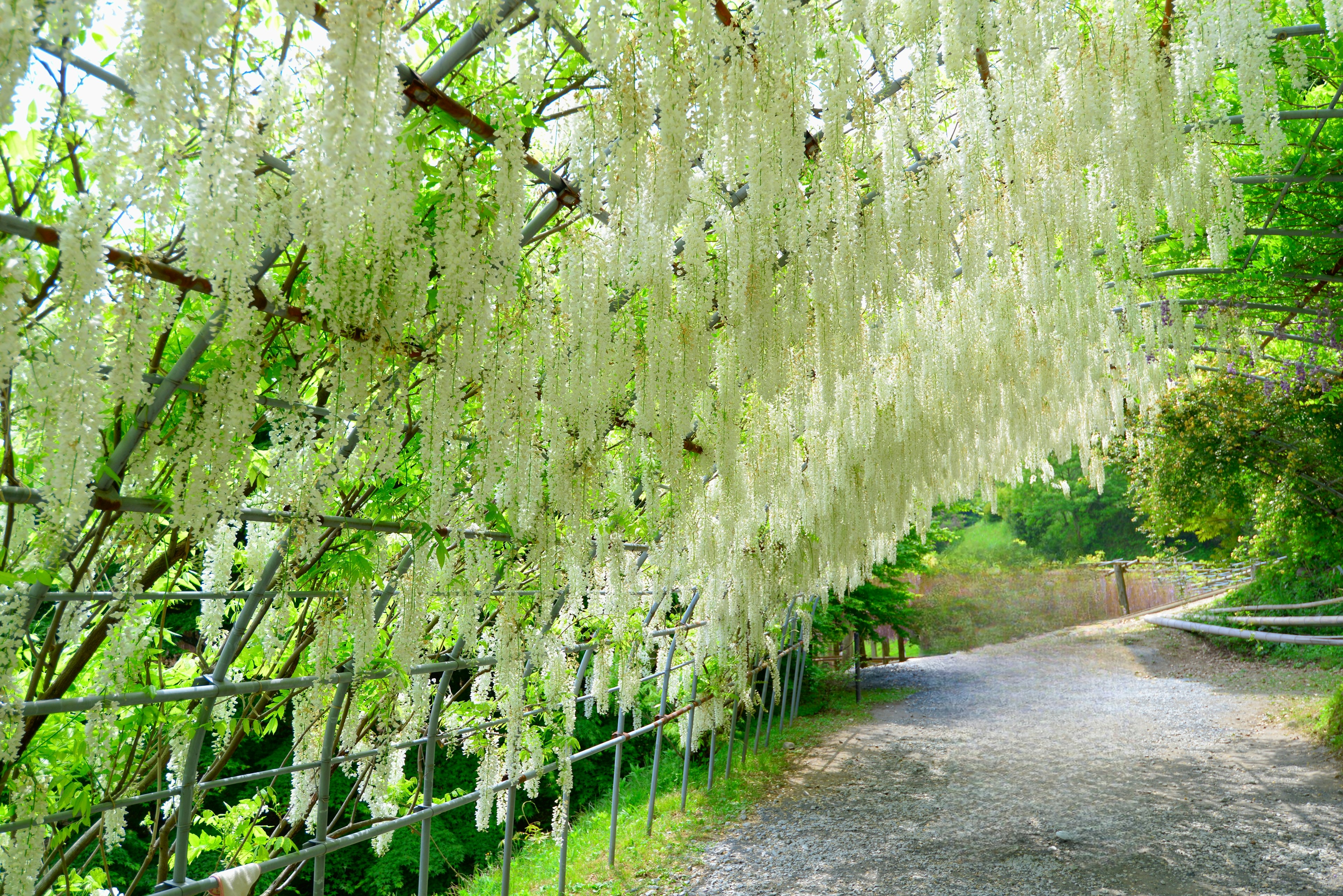 Terowongan indah bunga wisteria putih menggantung di bawah pohon hijau