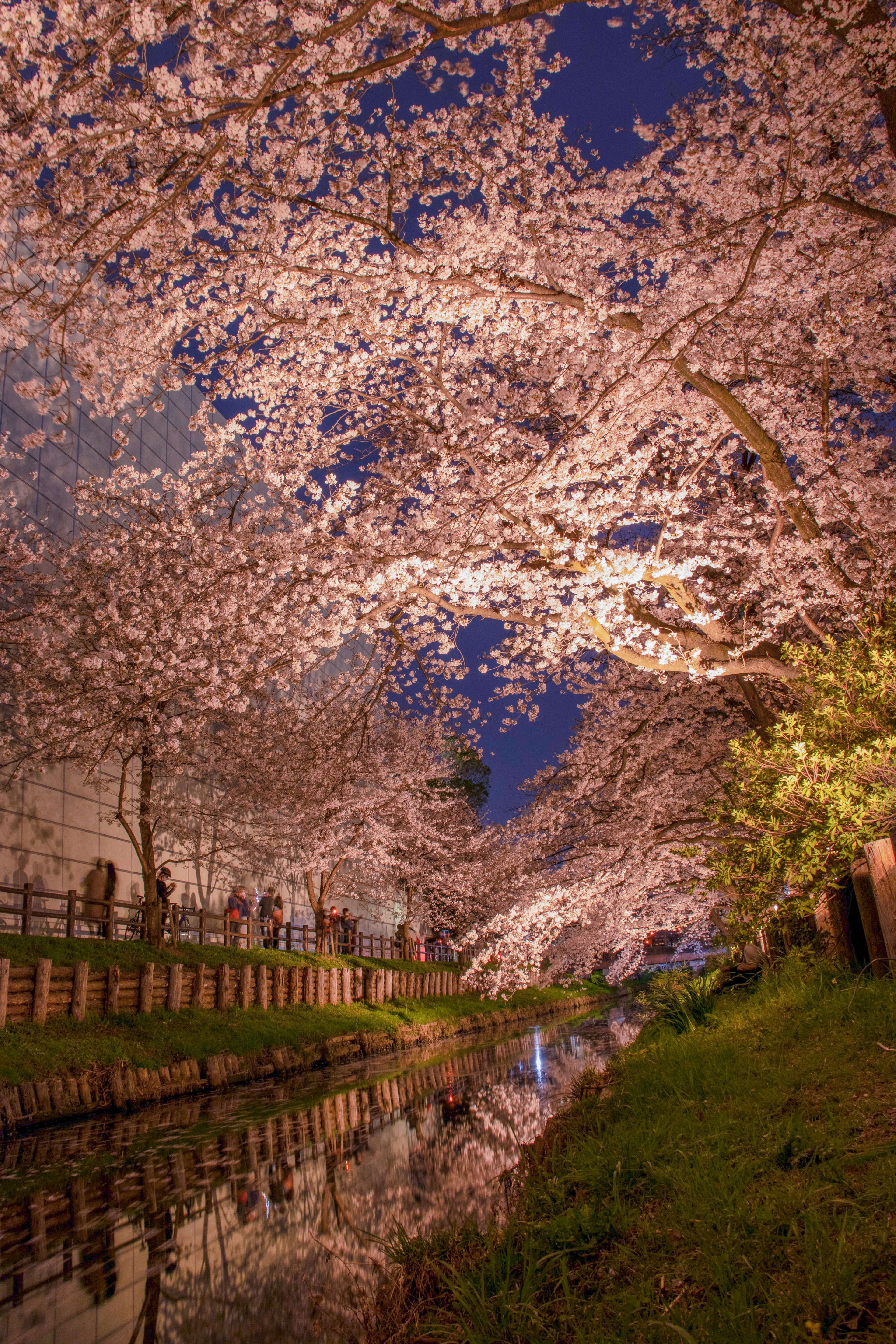 Árboles de cerezo en plena floración a lo largo de un canal reflejando las flores de noche