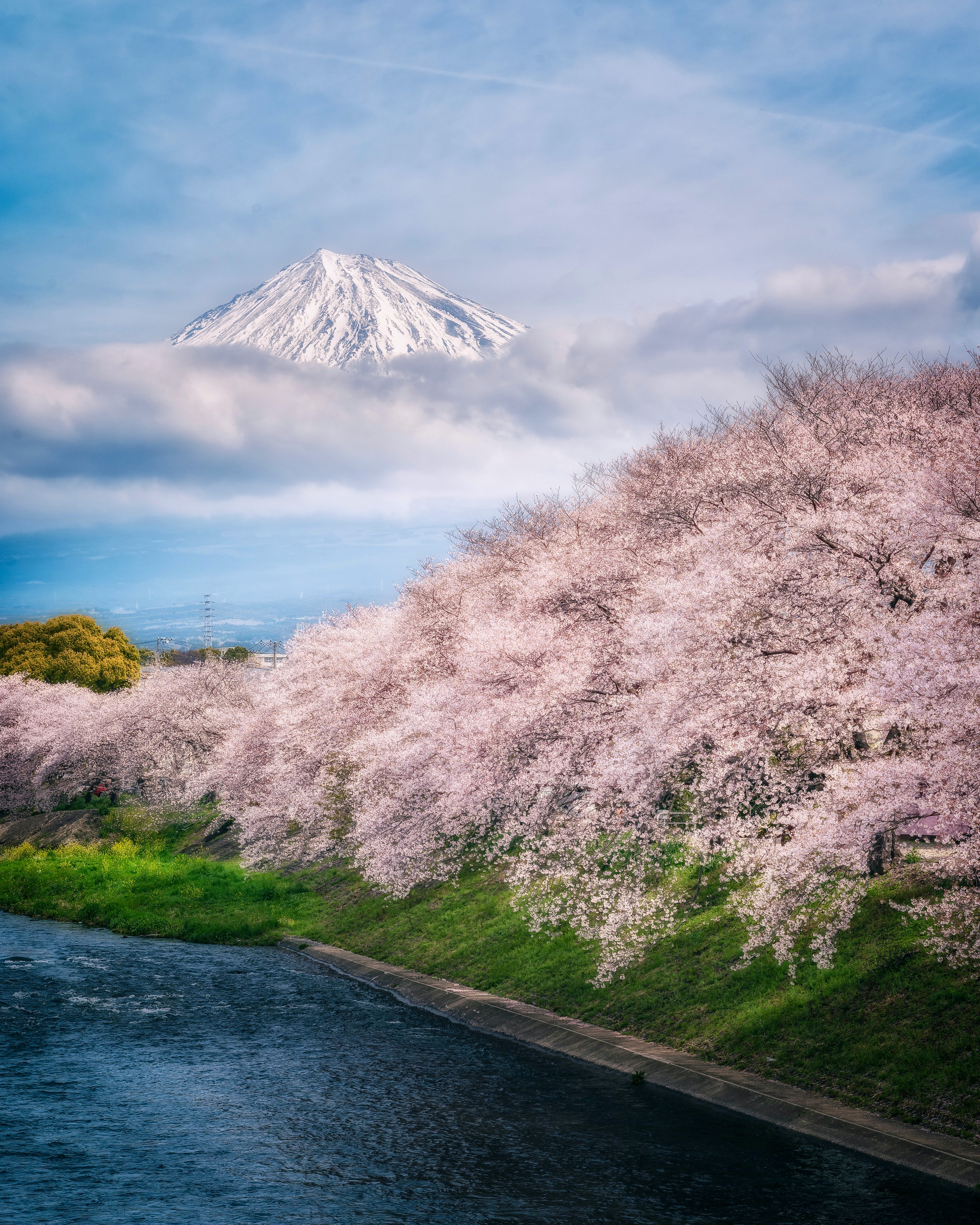 美麗的風景，展示富士山和櫻花樹