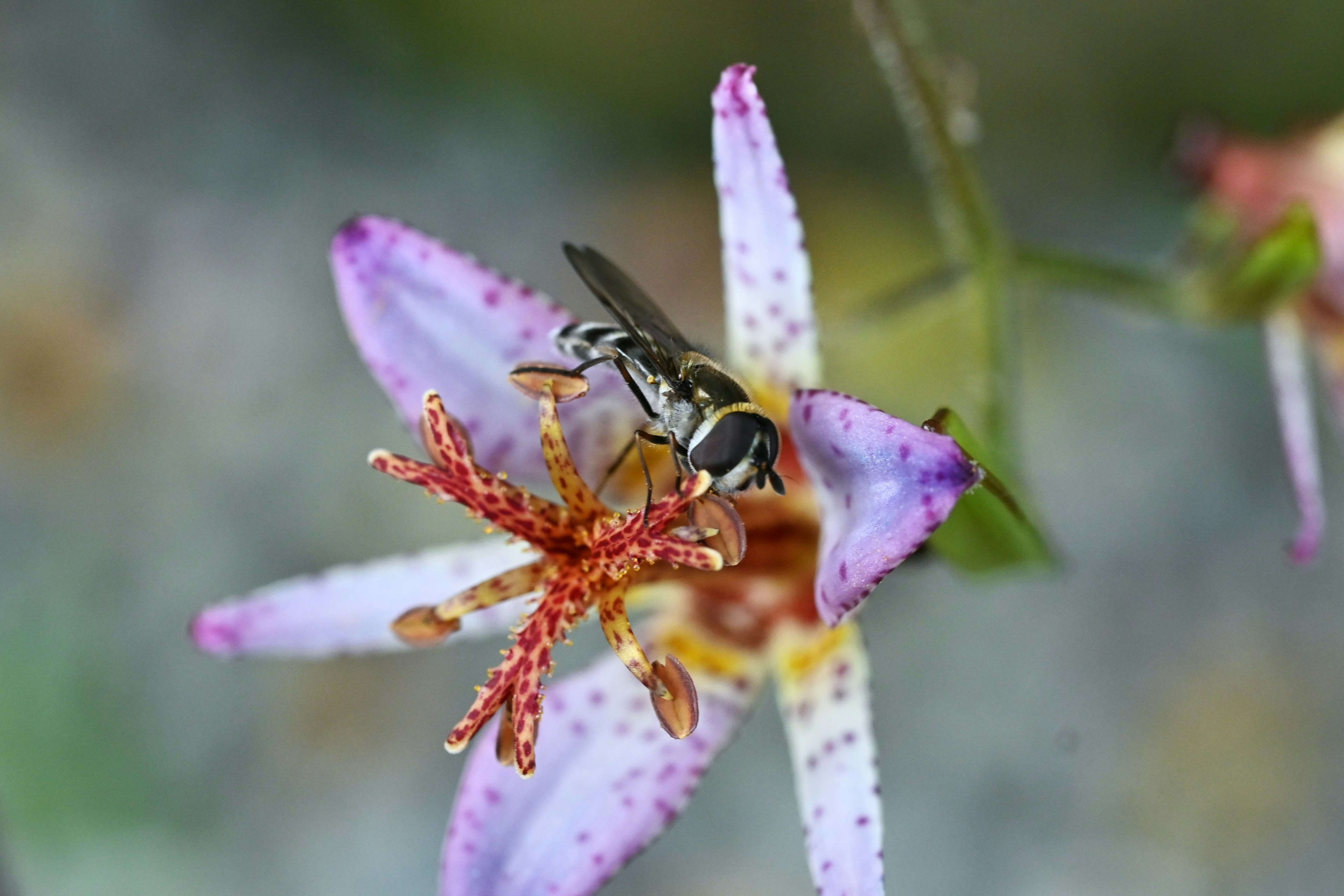 Foto ravvicinata di un'ape su un fiore