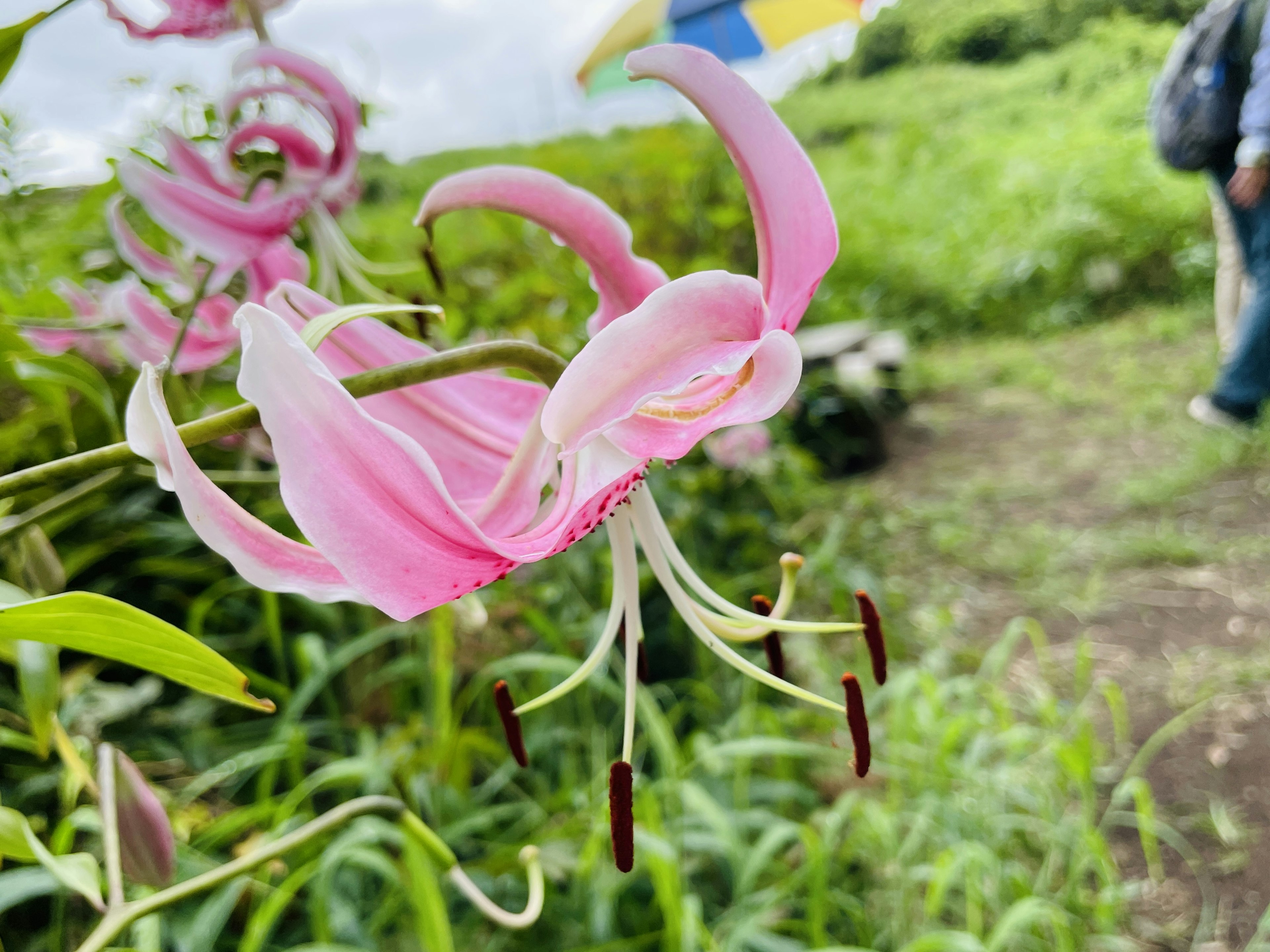 A pink lily flower blooming in a grassy field