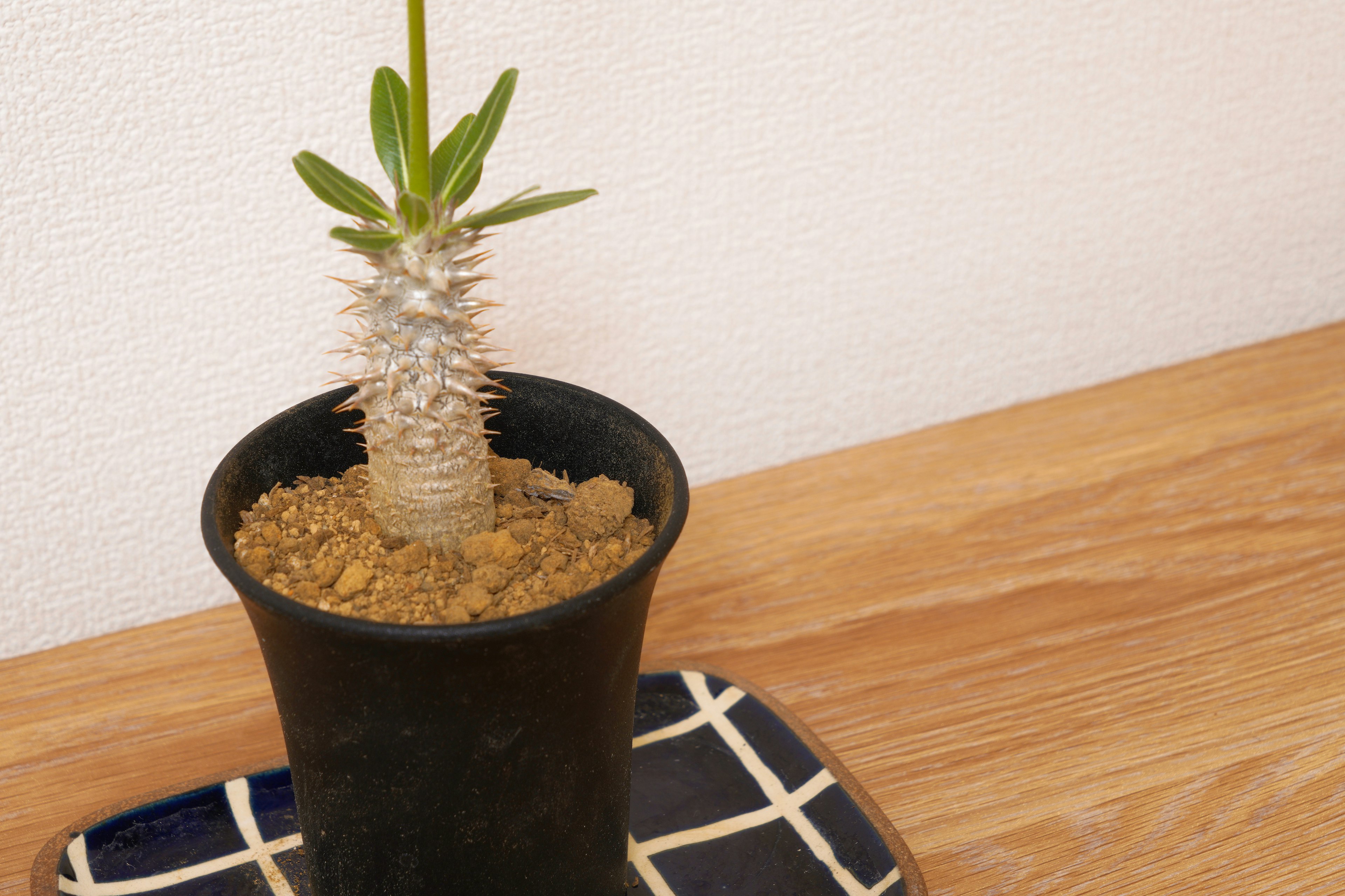 A succulent plant in a black pot with a textured stem