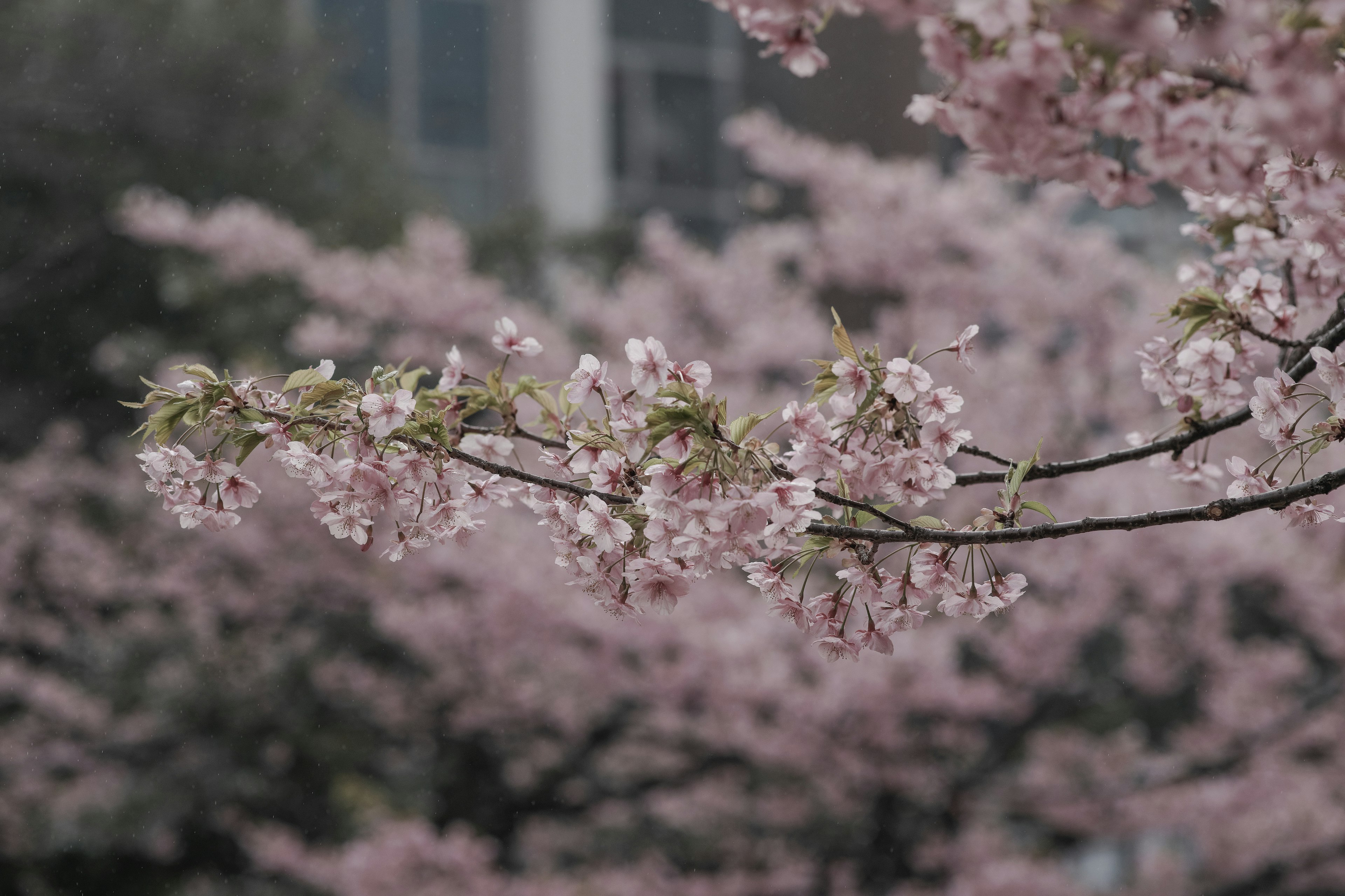 Close-up of cherry blossom branches with pink flowers and blurred cherry trees in the background