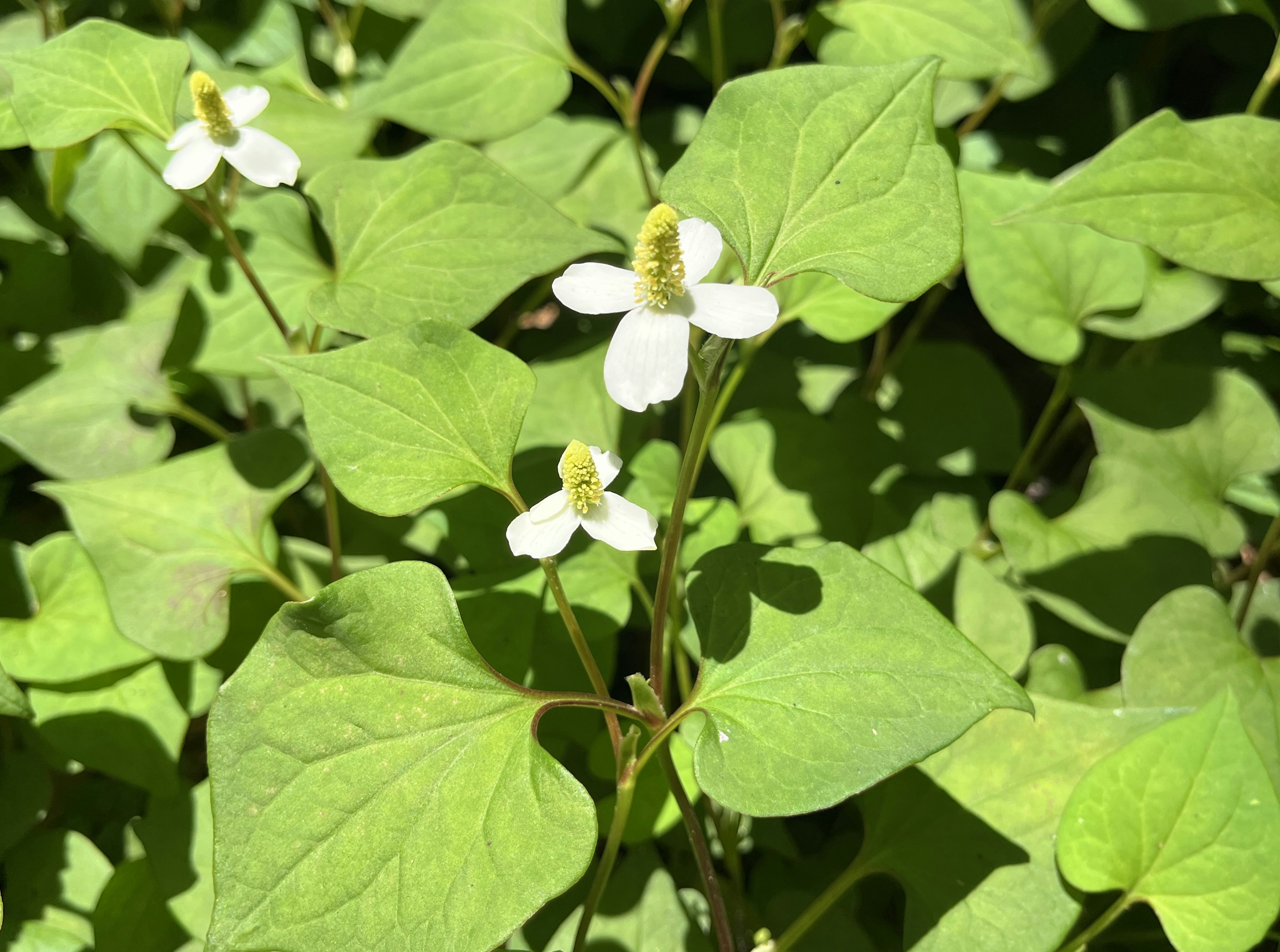 白い花と緑の葉の植物のクローズアップ