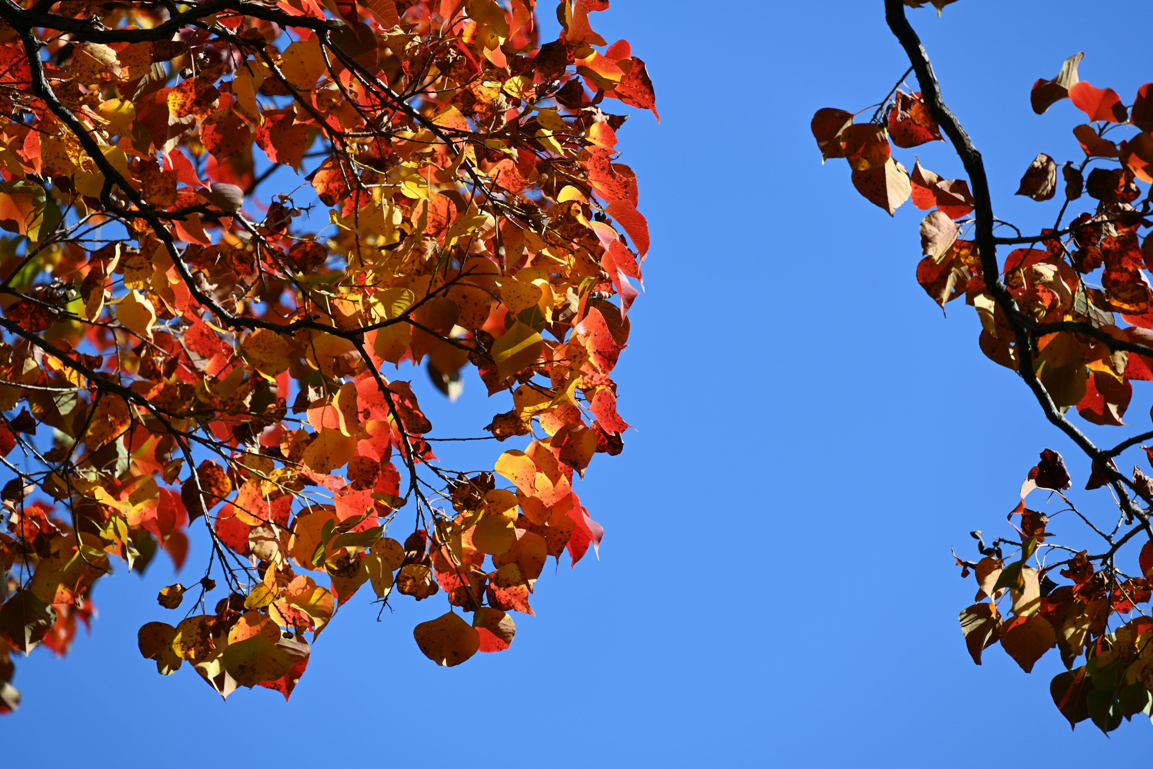 Lebendige Herbstblätter in Rot und Orange vor einem blauen Himmel