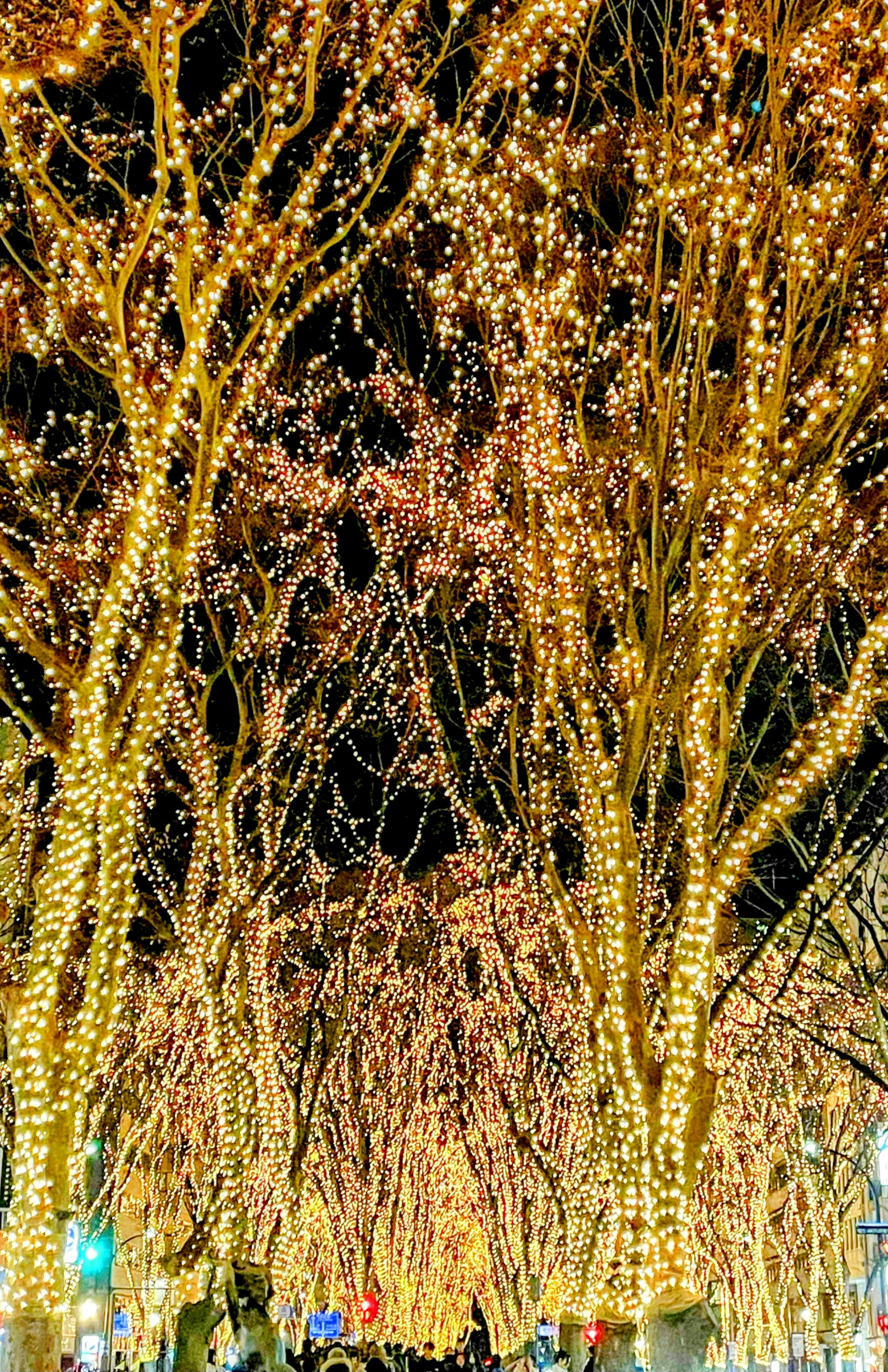 A canopy of illuminated trees with golden lights under a night sky