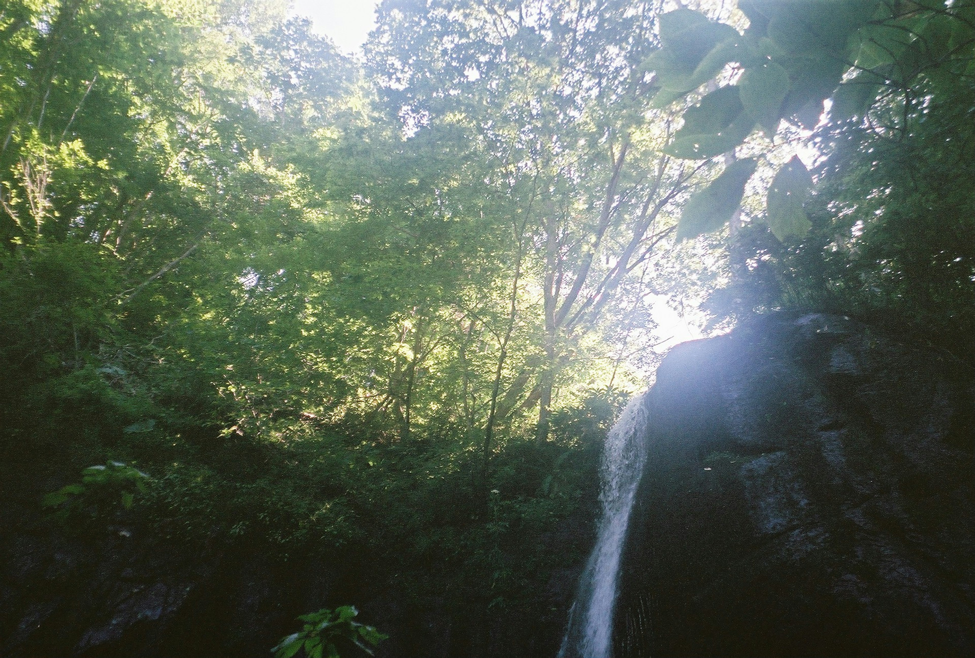 茂密綠色樹木間流淌的瀑布美景