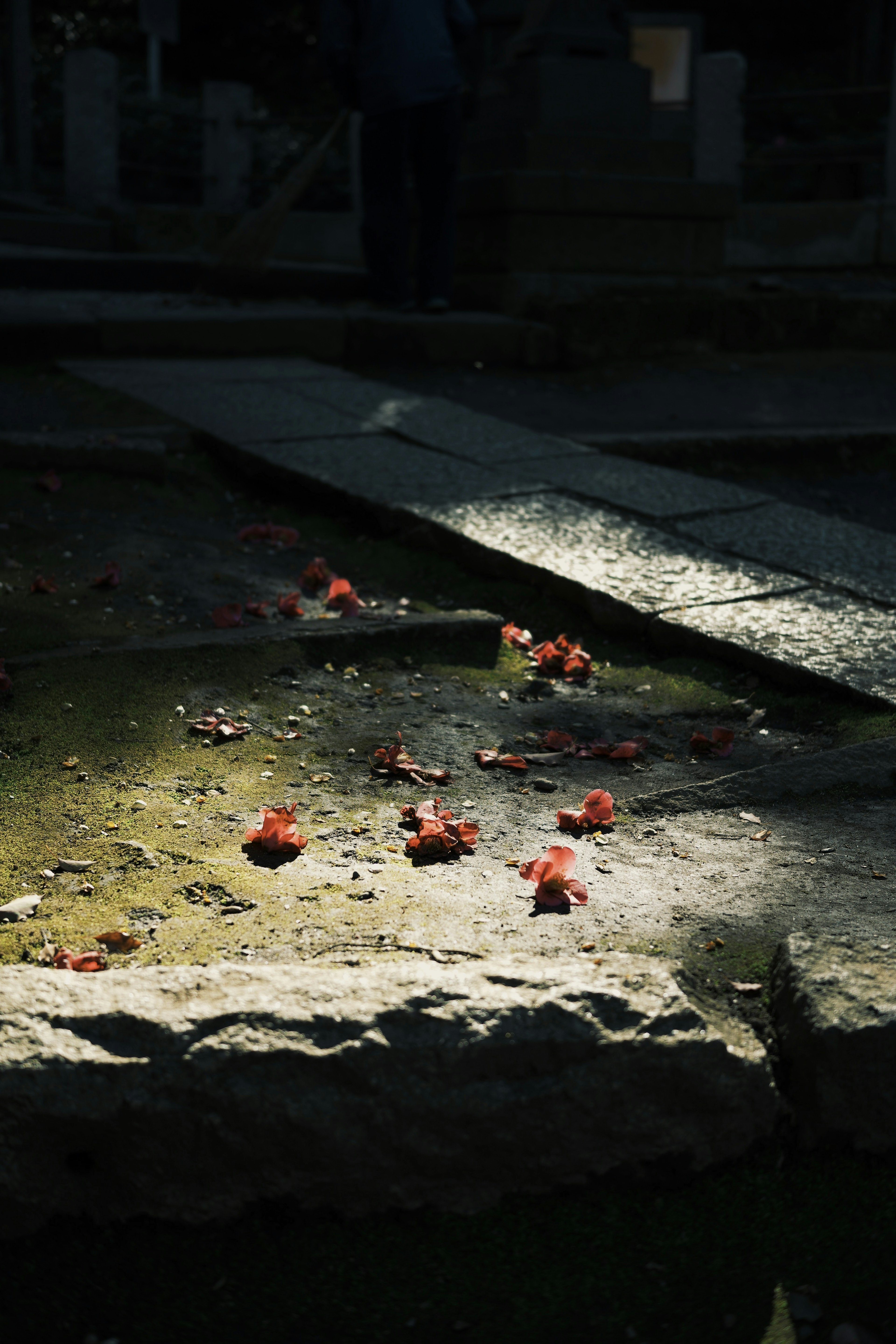 Scenic view of a pond with scattered red flower petals in shadow