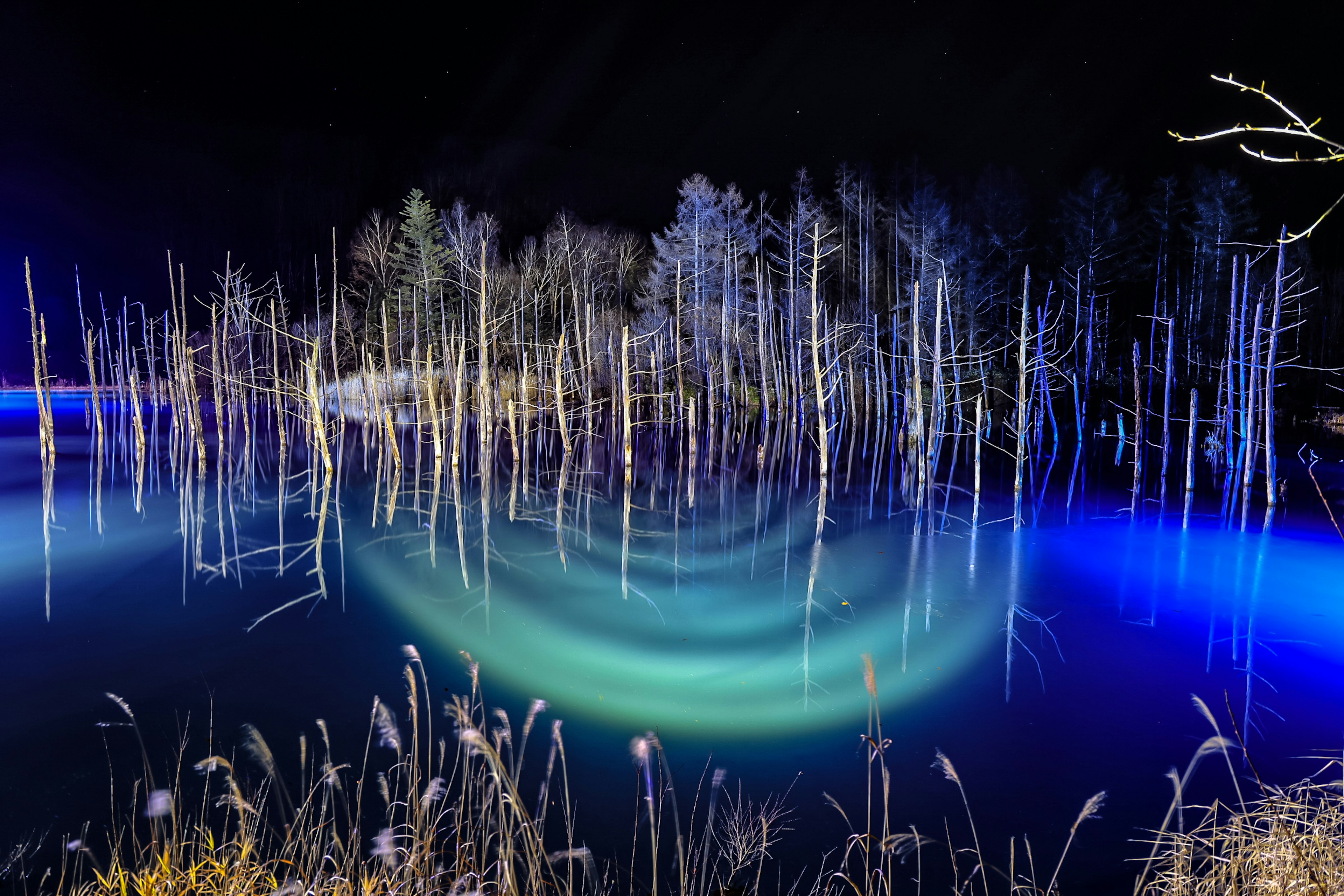 Nachtsicht auf einen See, der blaues Licht und Baum-Silhouetten reflektiert