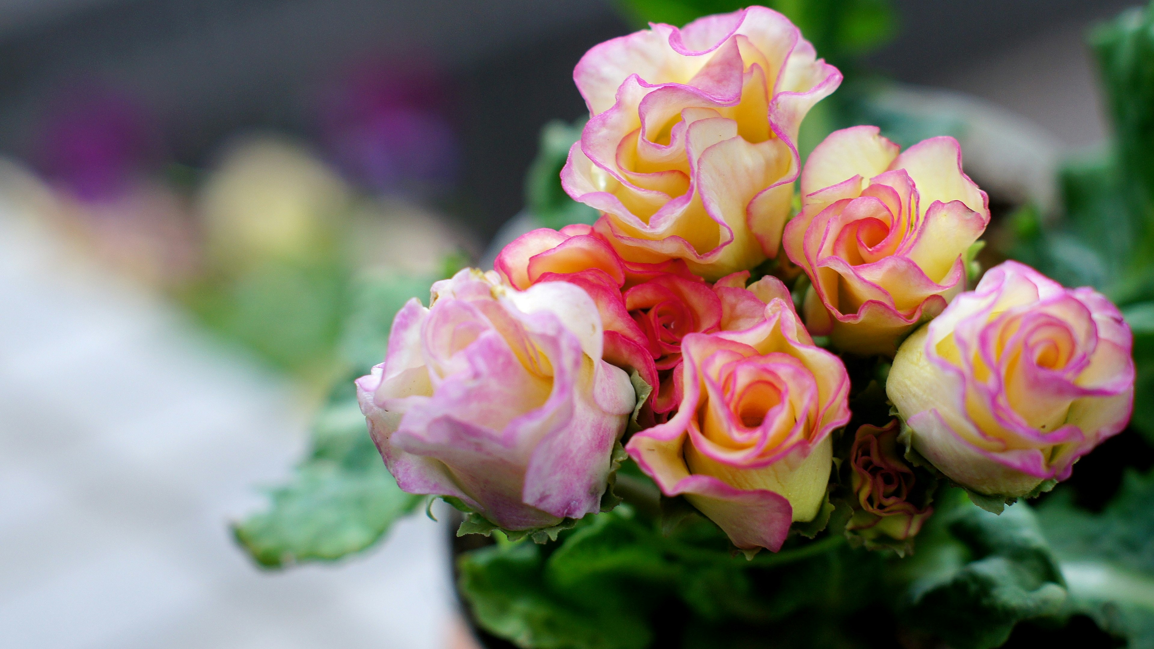 Una planta en maceta con rosas coloridas en flor