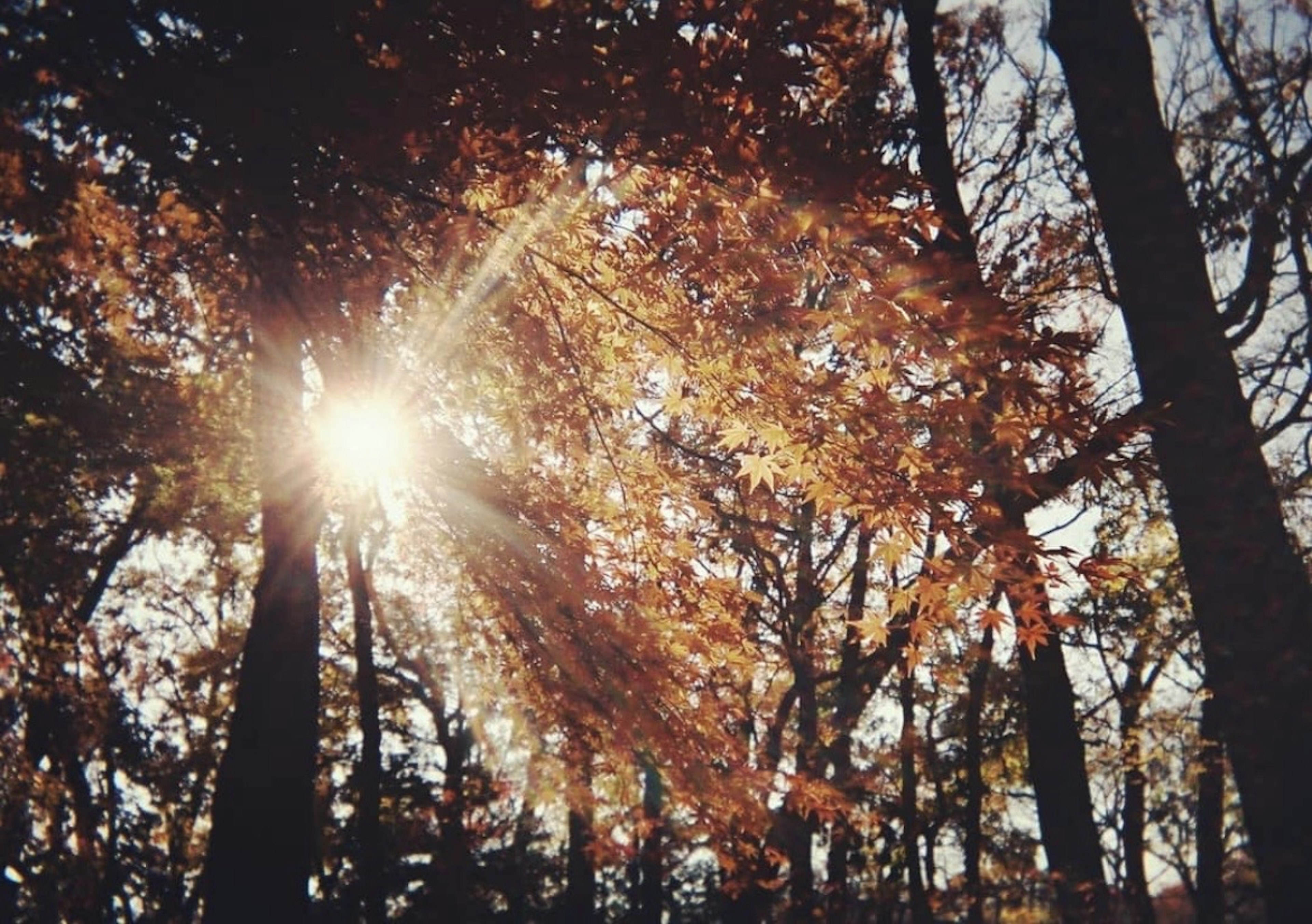 Luce del sole che filtra tra gli alberi in una foresta autunnale