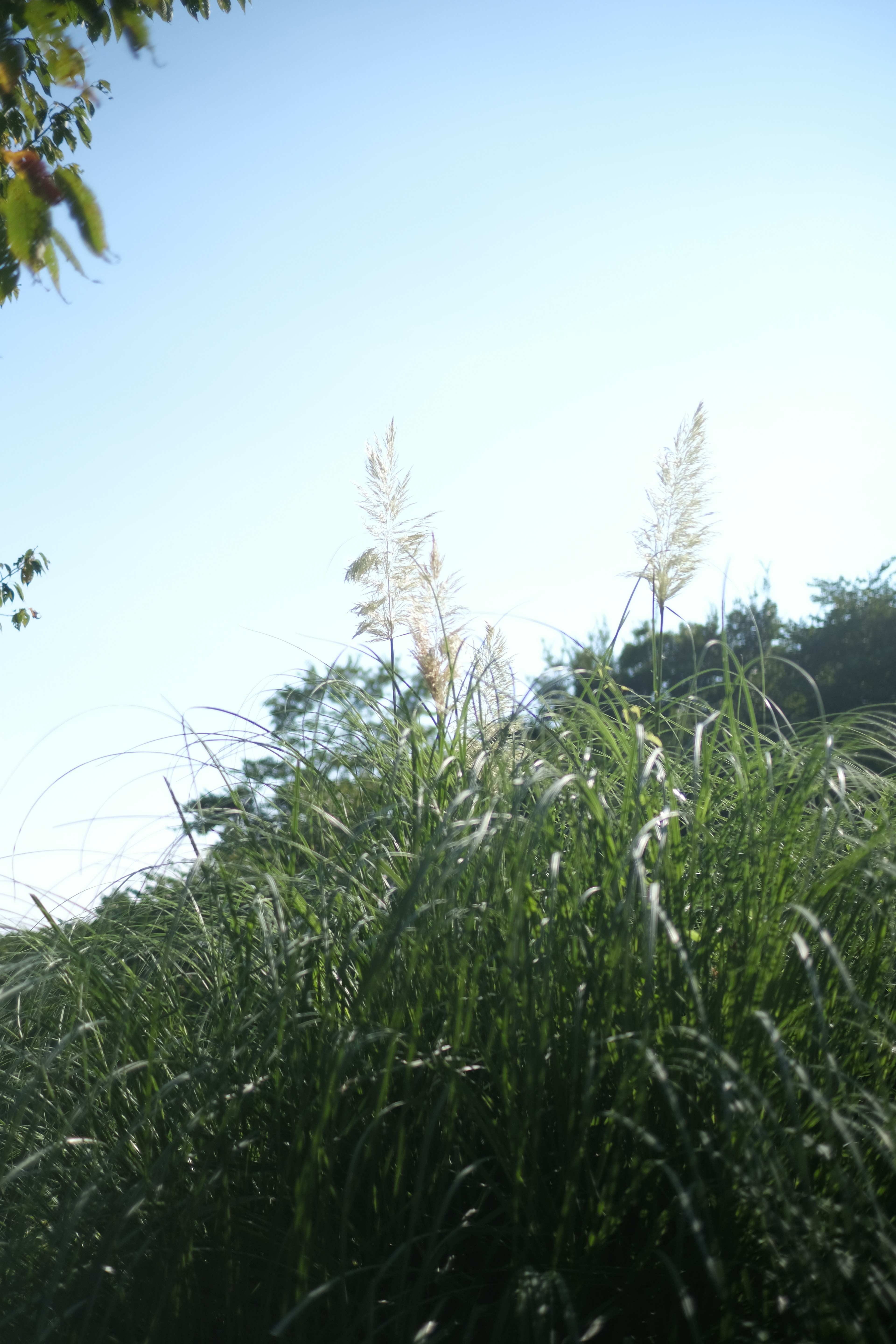 Hohe Gräser mit weißen Blütenständen unter blauem Himmel