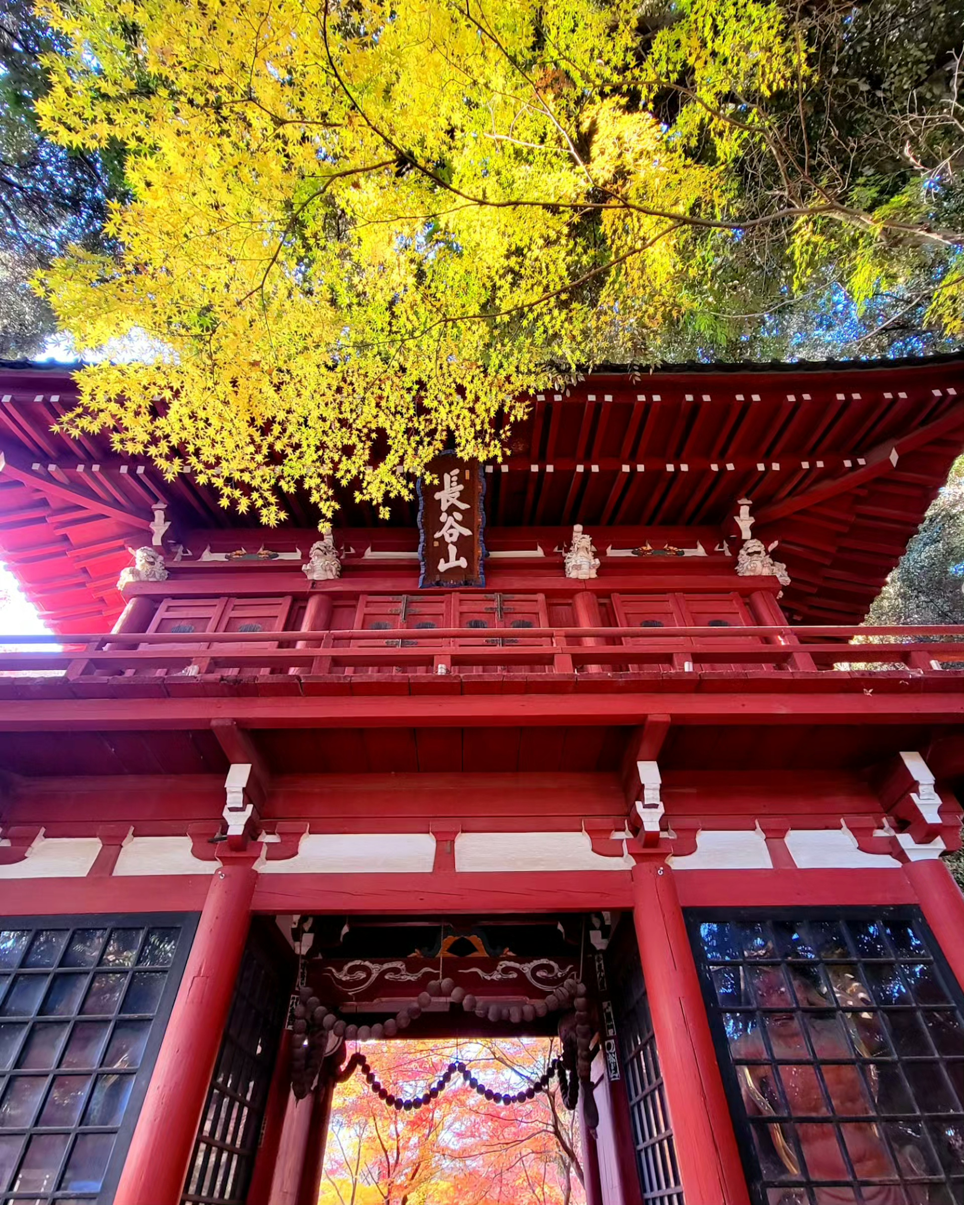 Belle vue d'une porte rouge avec des feuilles jaunes