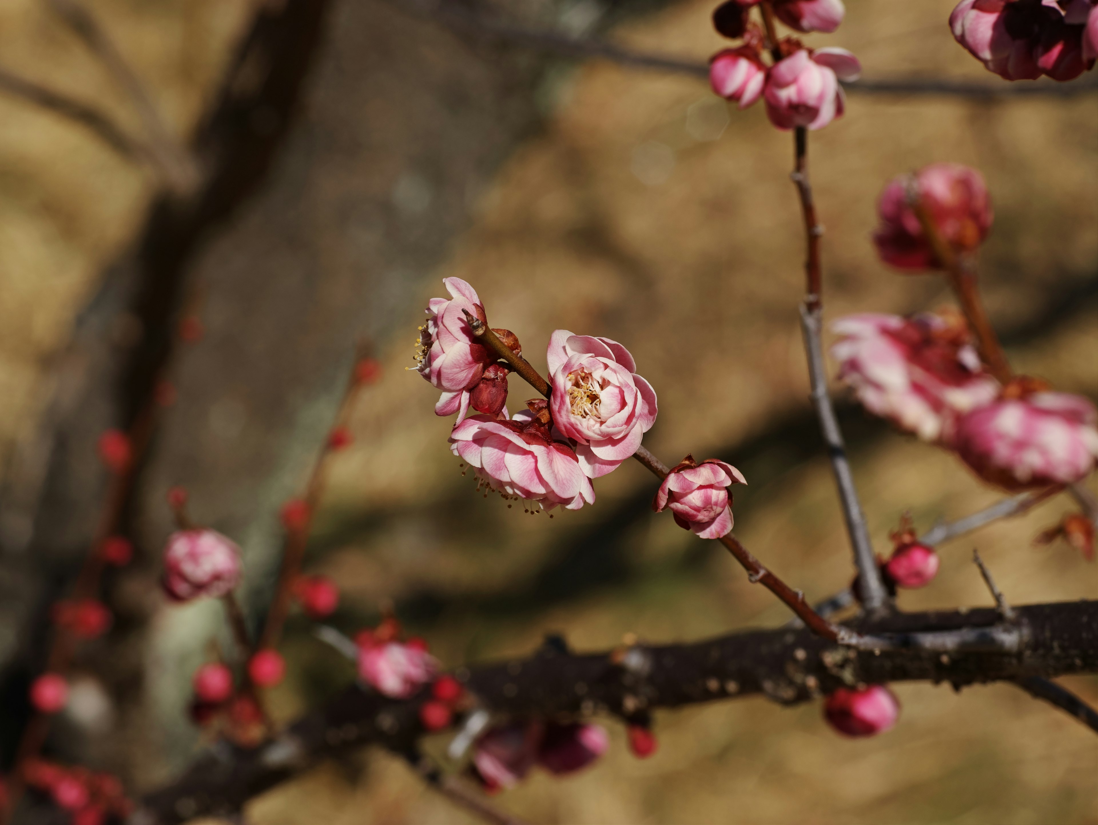 Pink plum blossoms and buds on a branch