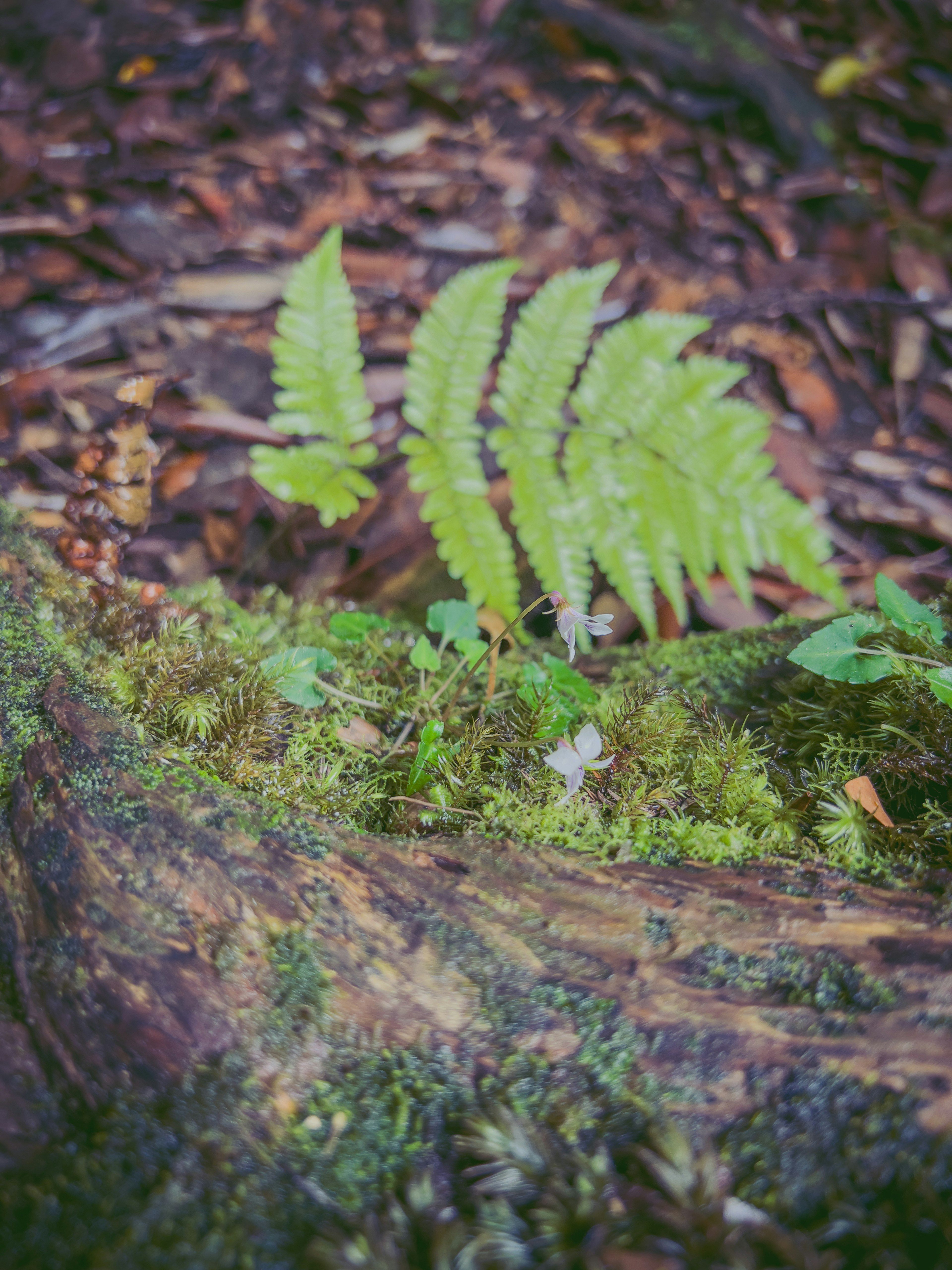 Fougère verte poussant sur le sol forestier avec de la mousse