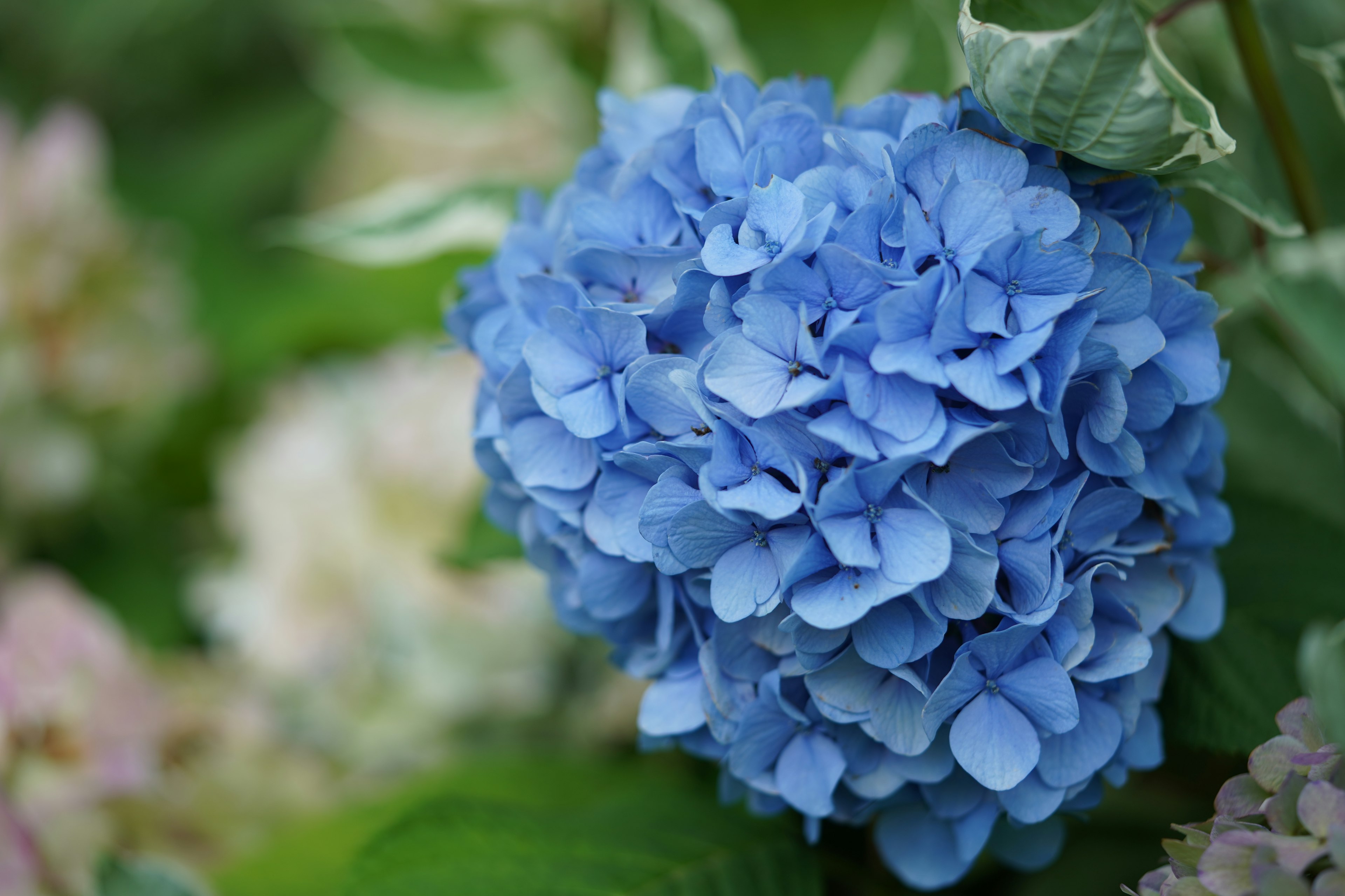 Eine blaue Hortensie blüht zwischen grünen Blättern