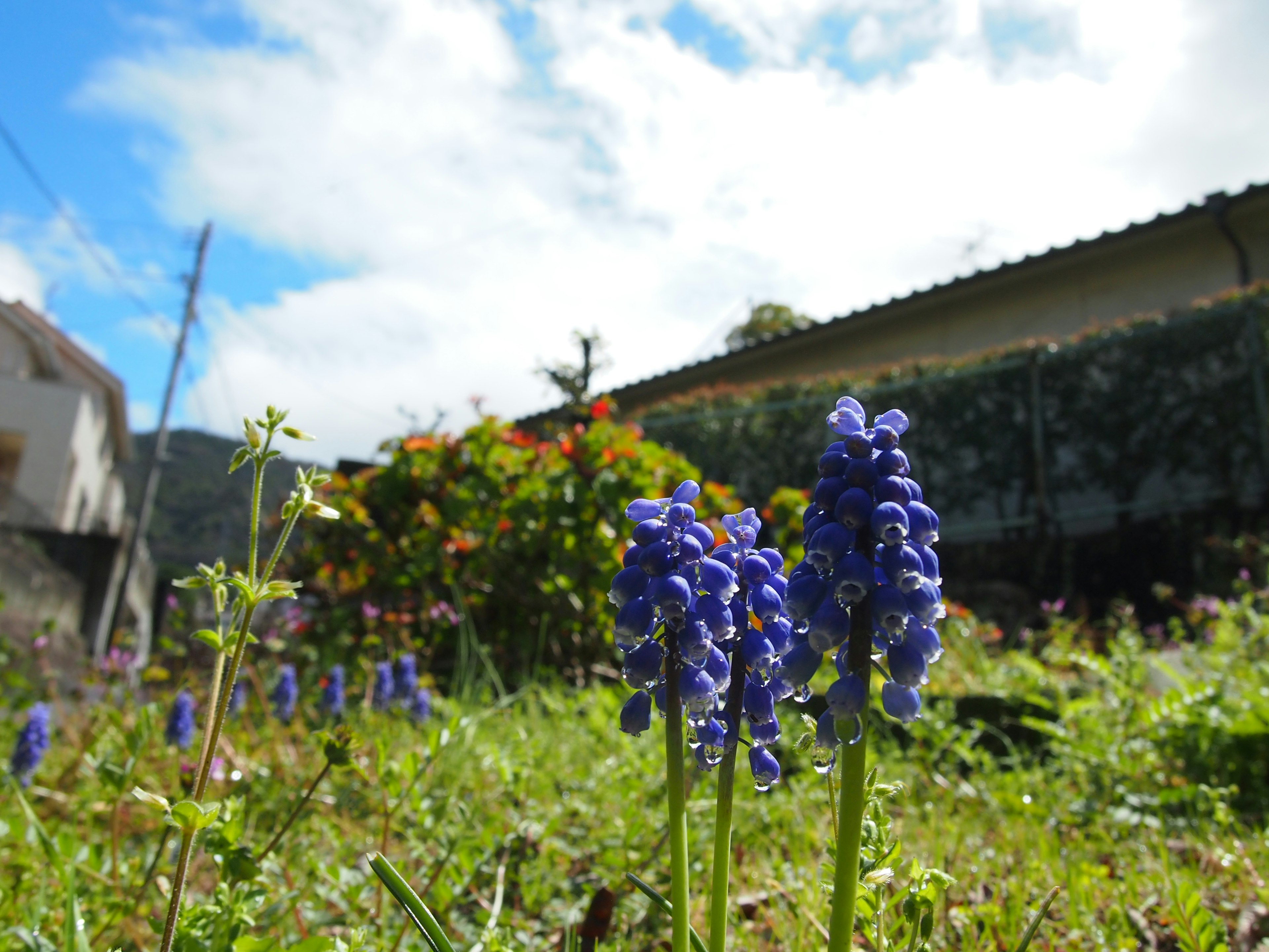 A garden scene featuring clusters of purple flowers under a blue sky