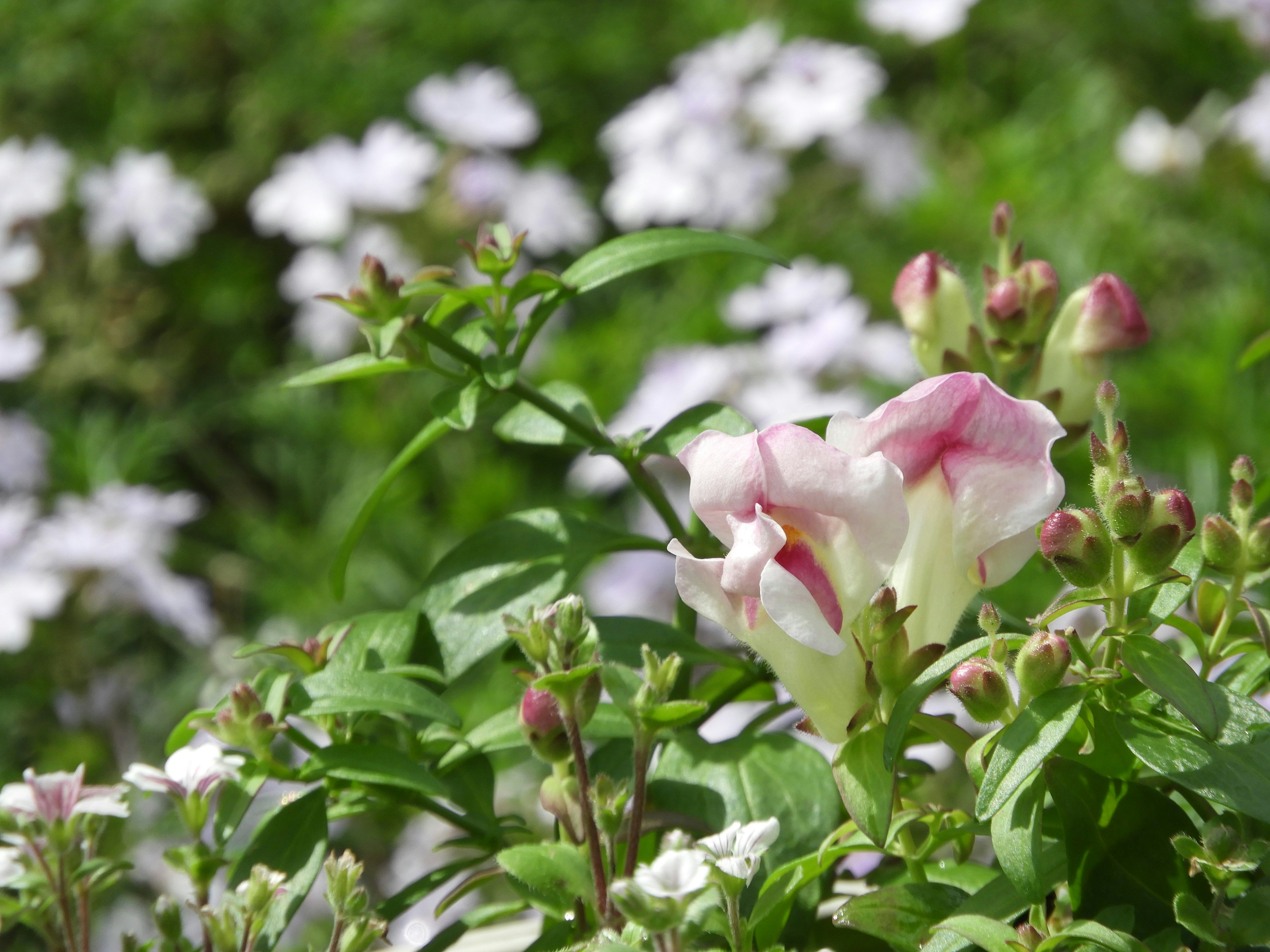 Delicate pink flower surrounded by white flowers and green leaves