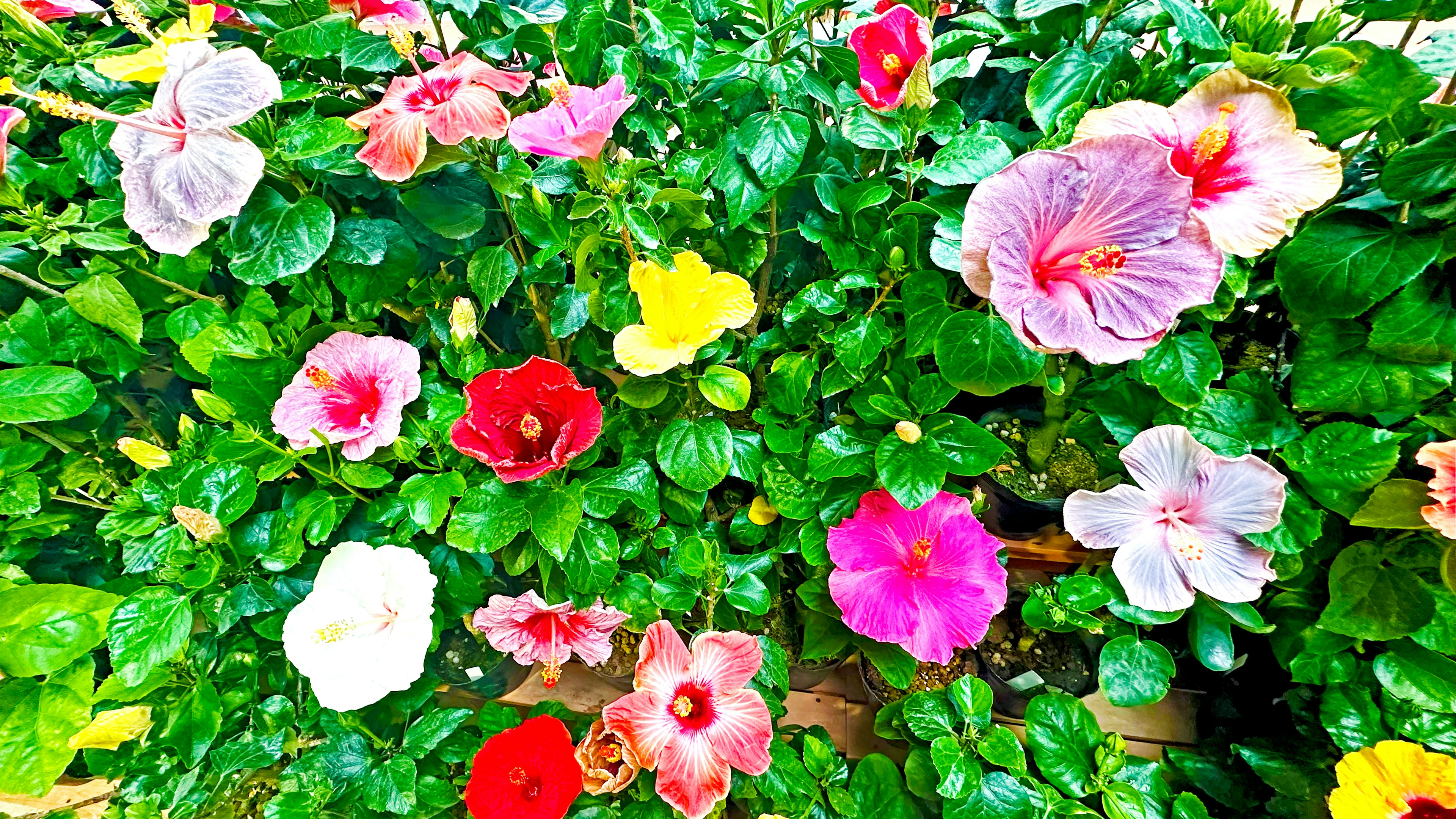 色とりどりのハイビスカスの花が咲いている緑豊かな植物の背景