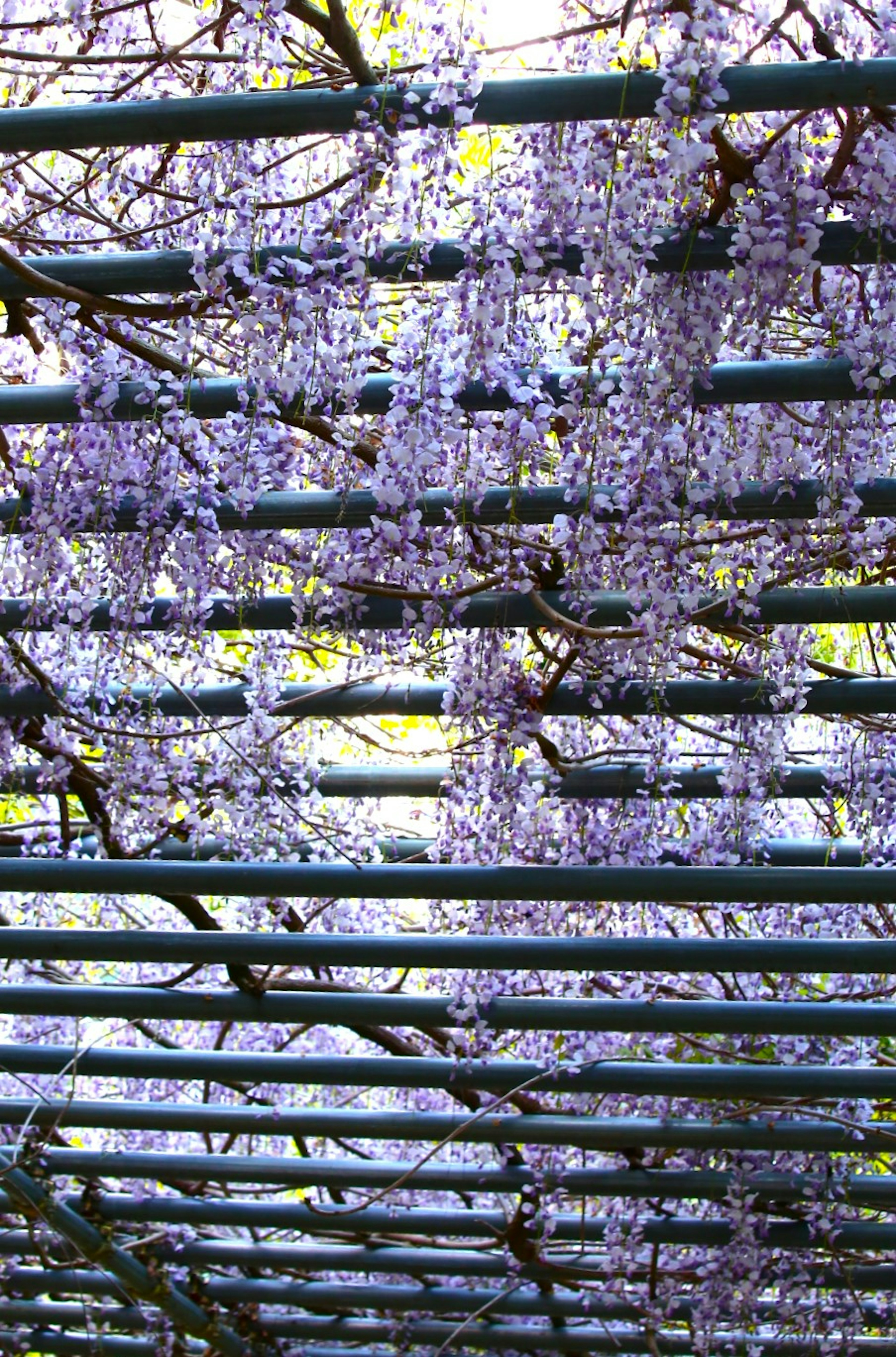 Blick auf von einer Pergola hängende Glyzinienblüten