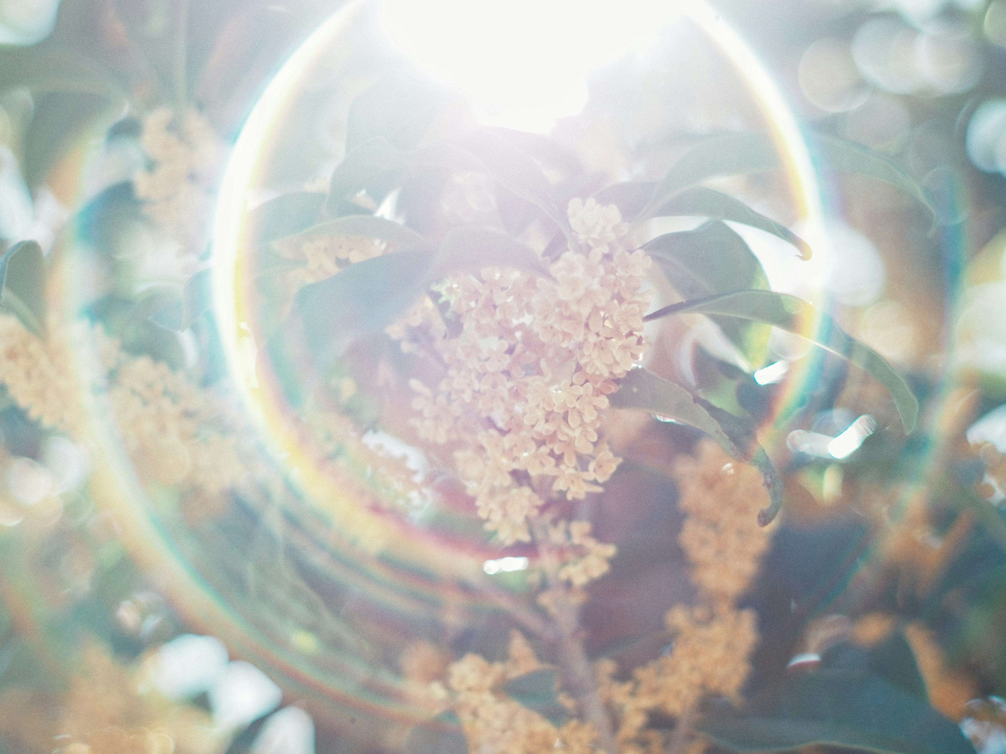 Yellow flowers and green leaves surrounded by a halo of light