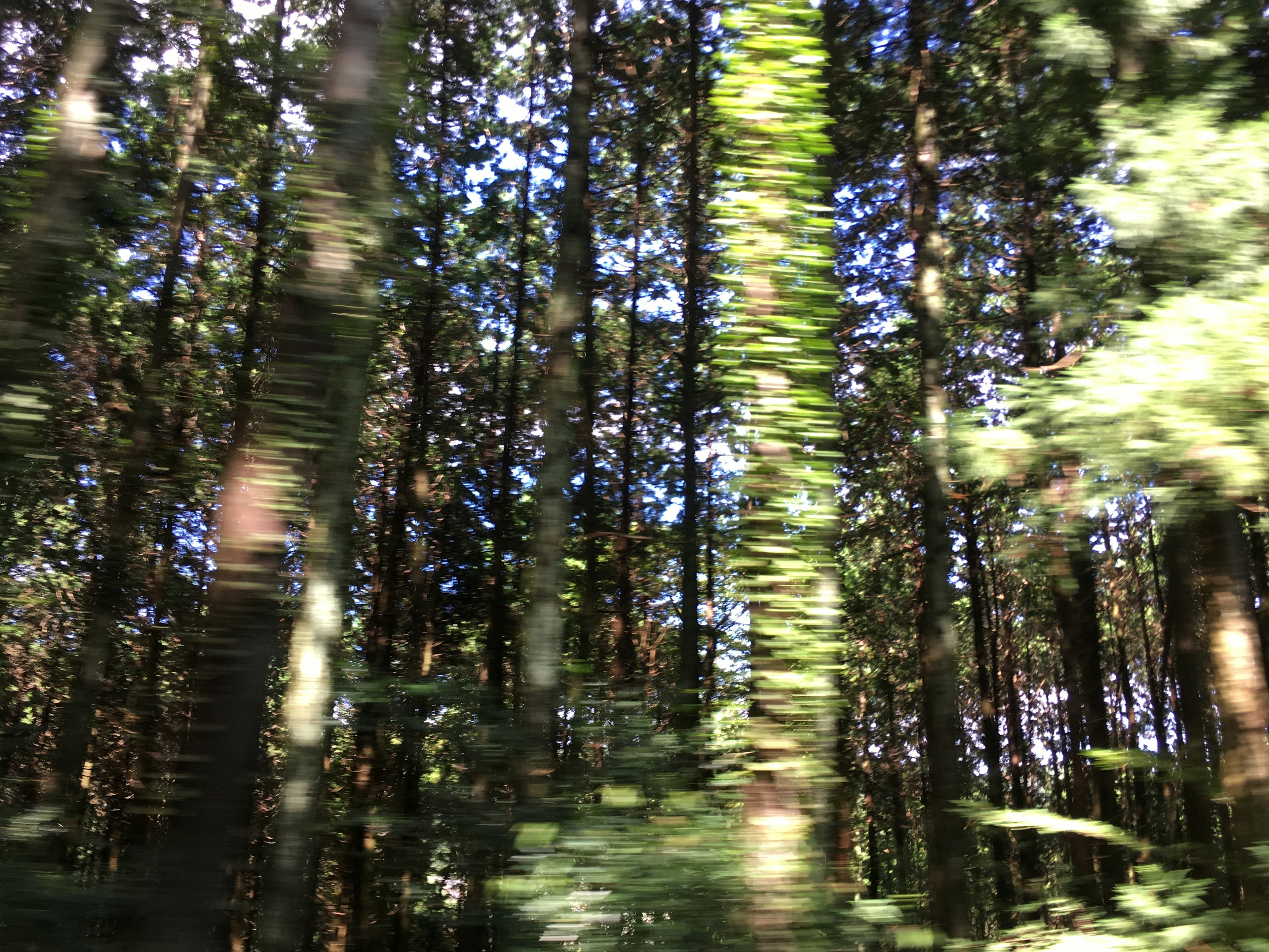 Lush green forest view from a moving car window