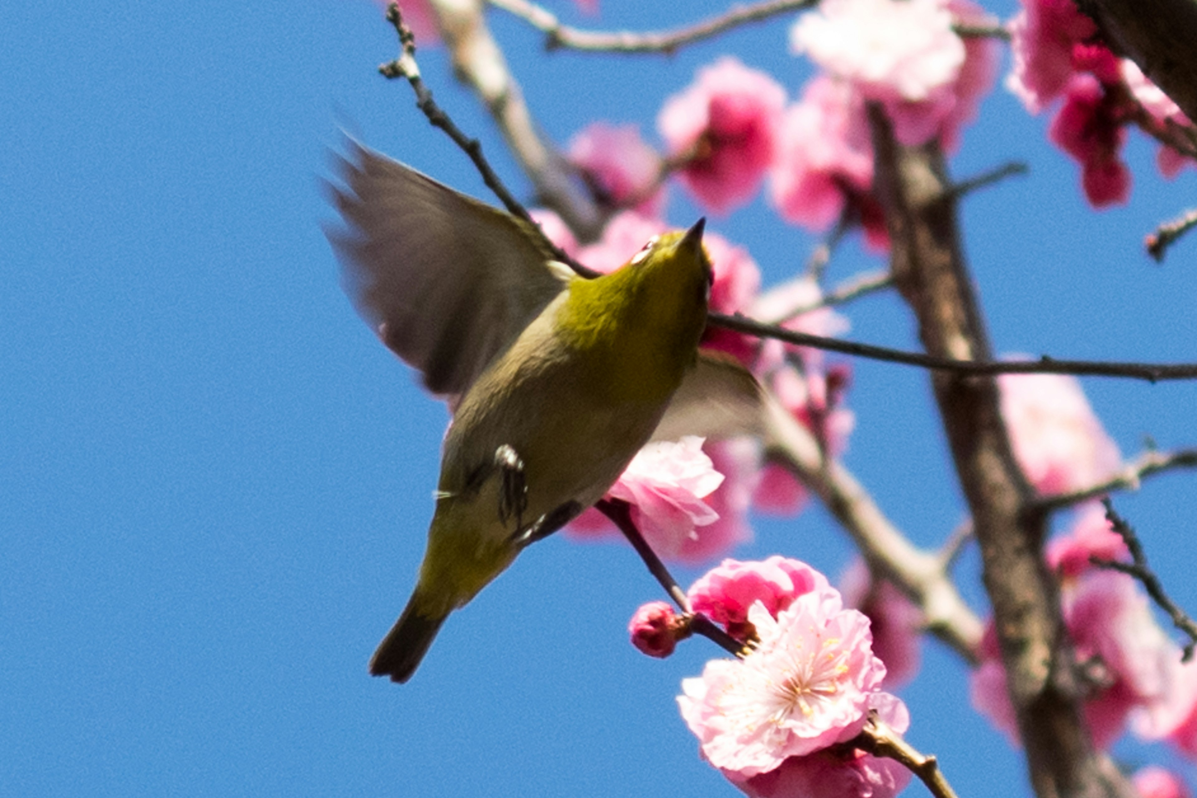 Un petit oiseau perché sur des cerisiers sous un ciel bleu