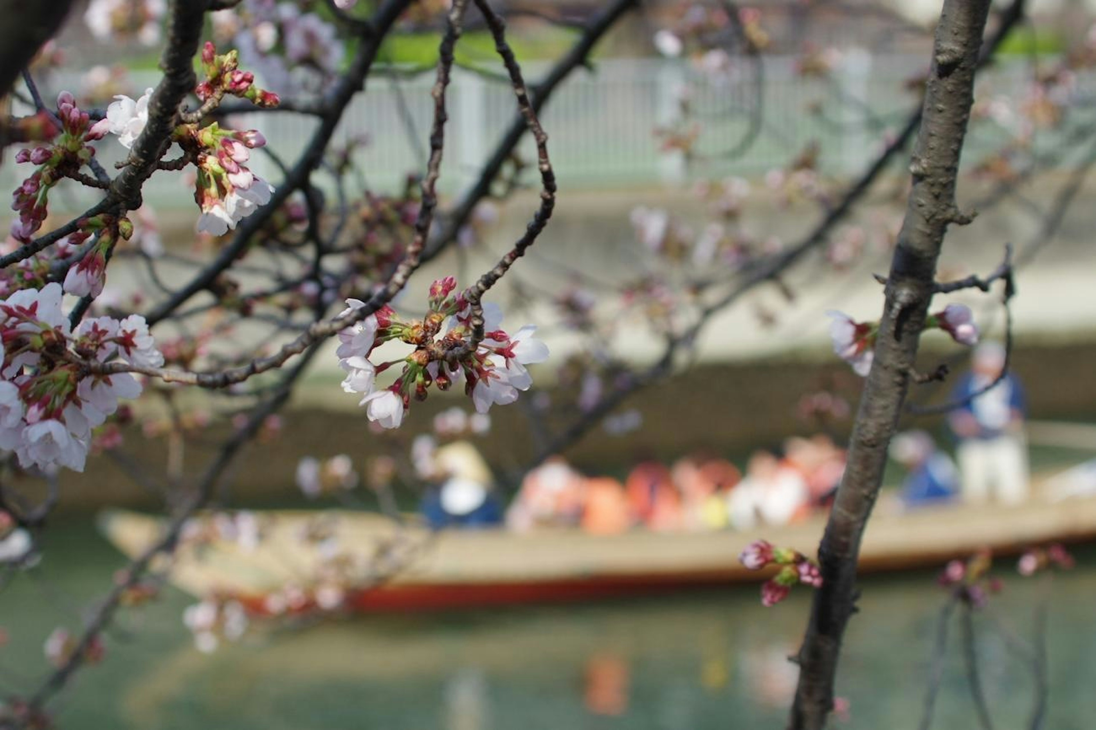 桜の花が咲く木の枝越しに小舟と人々が見える風景