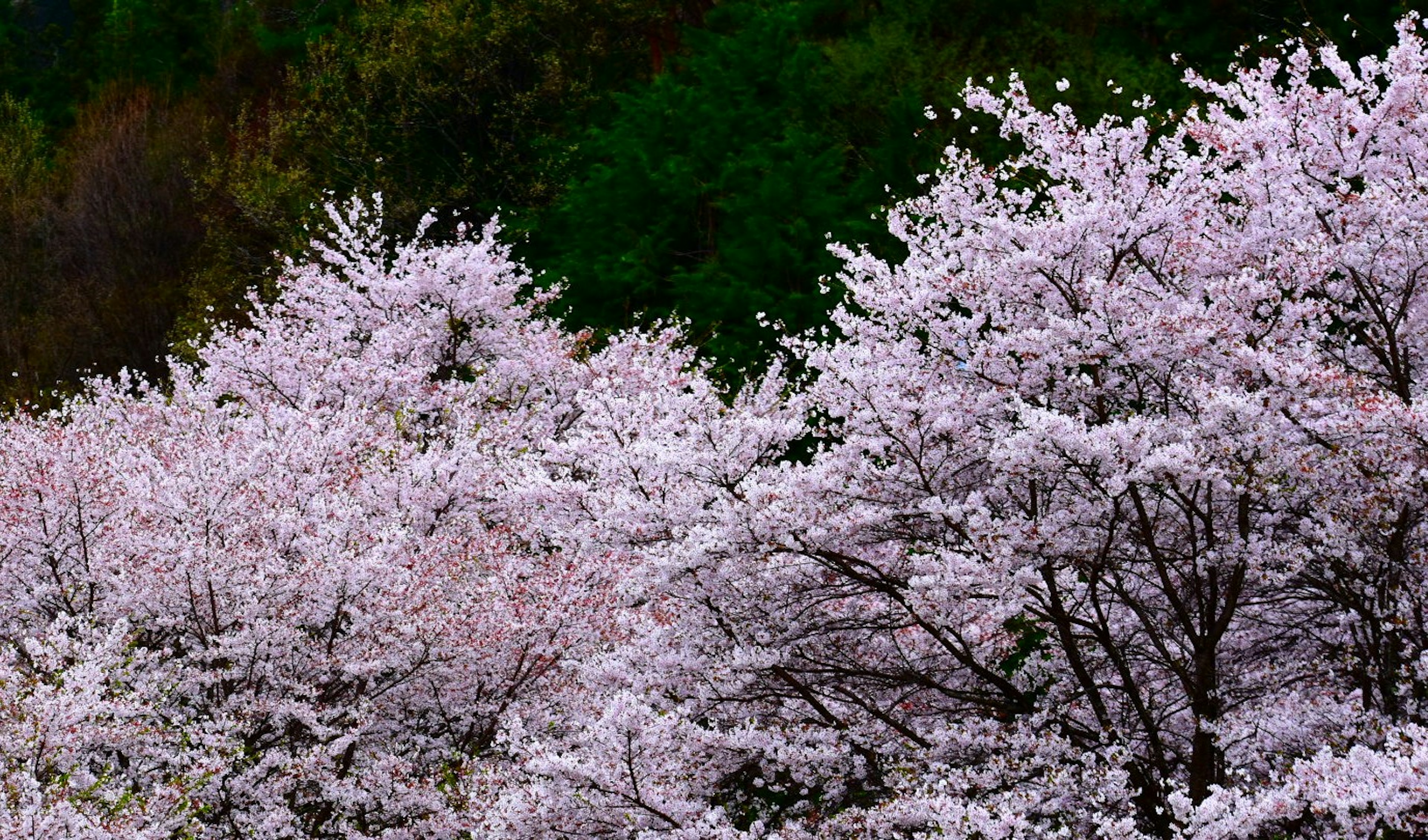 Hermoso paisaje de árboles de cerezo en flor