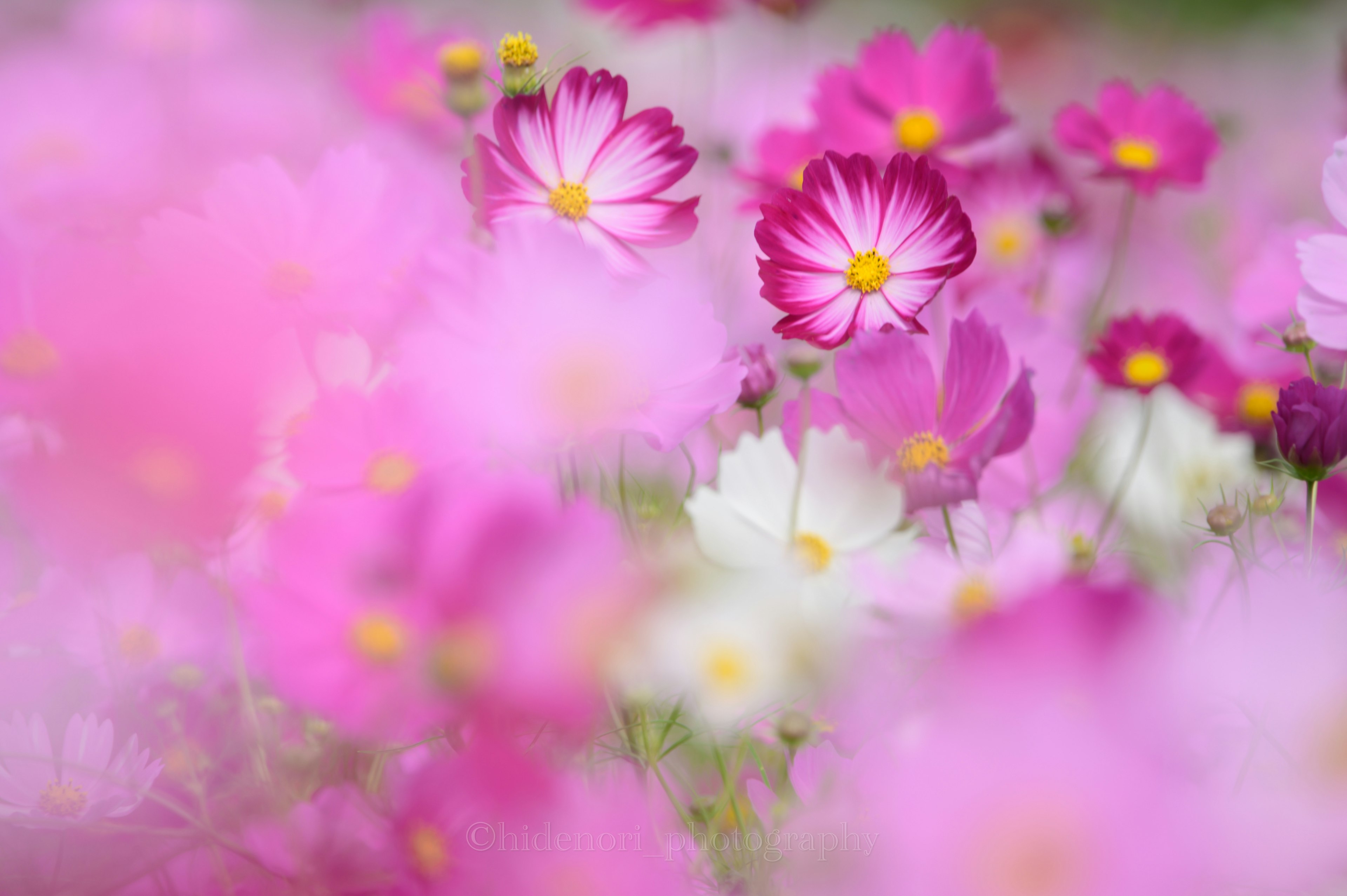 ピンクの花々が咲く風景 薄い花びらと鮮やかな色合い