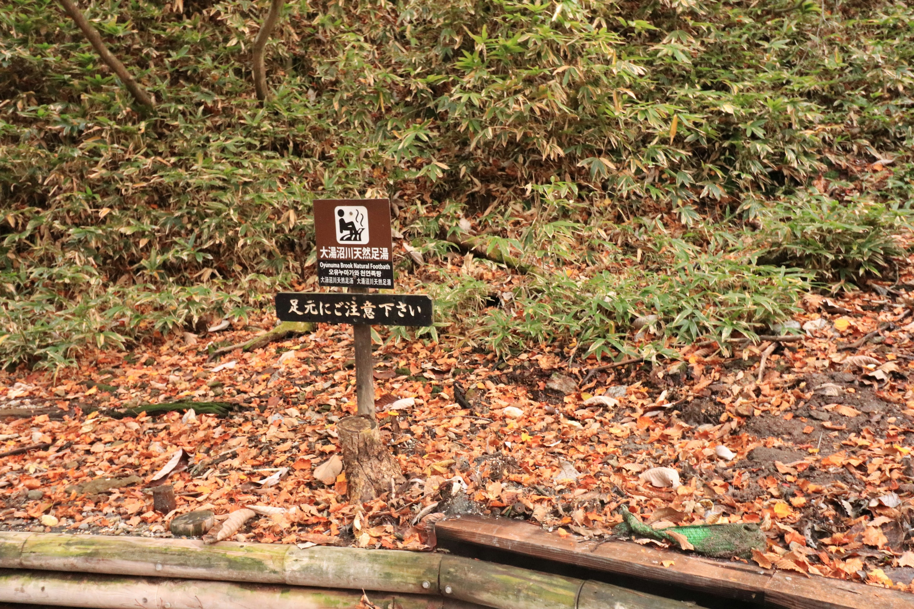 Tanda peringatan di hutan dengan daun yang jatuh dan tanaman hijau