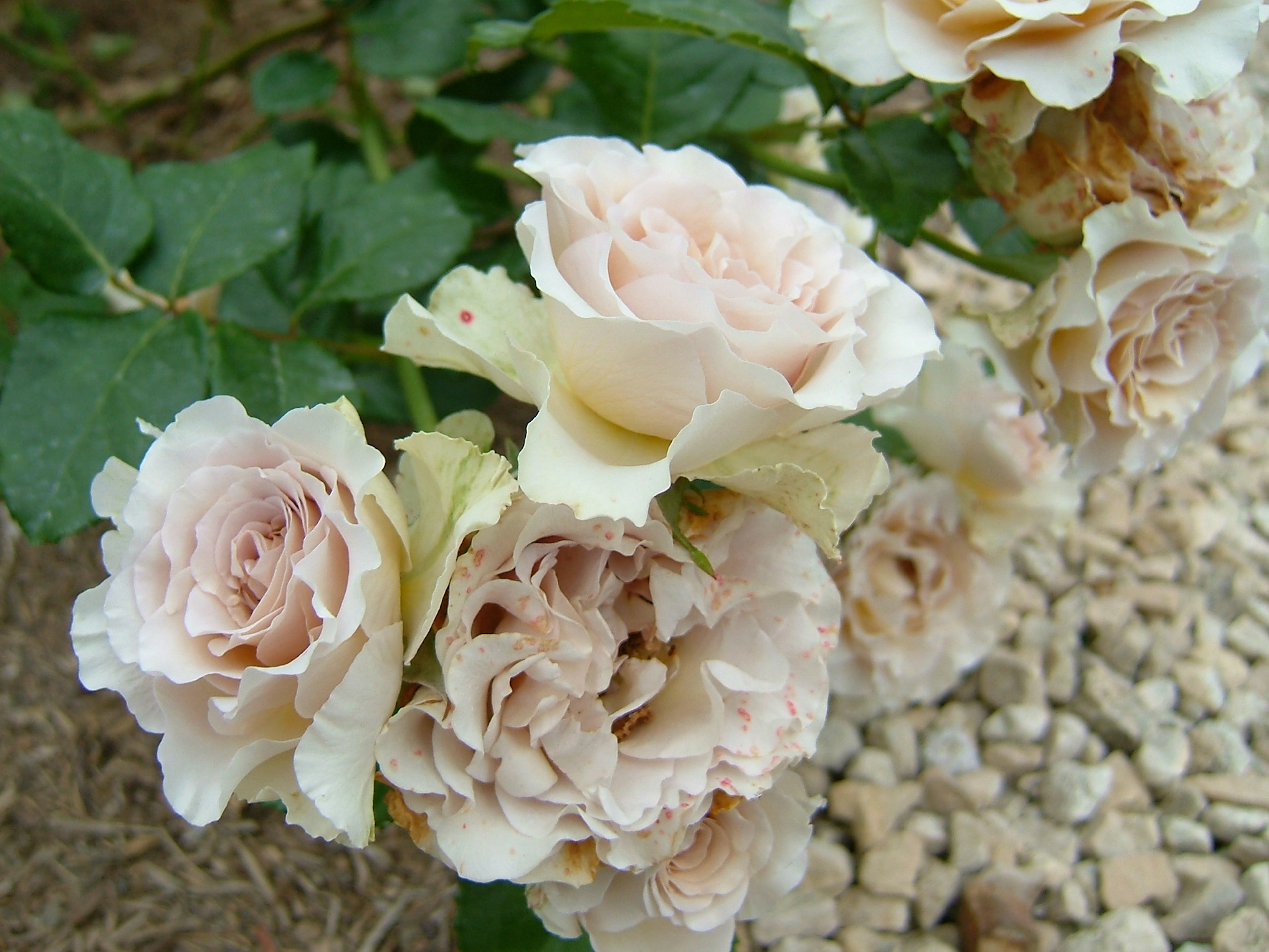 淡い色のバラの花が集まって咲いている様子