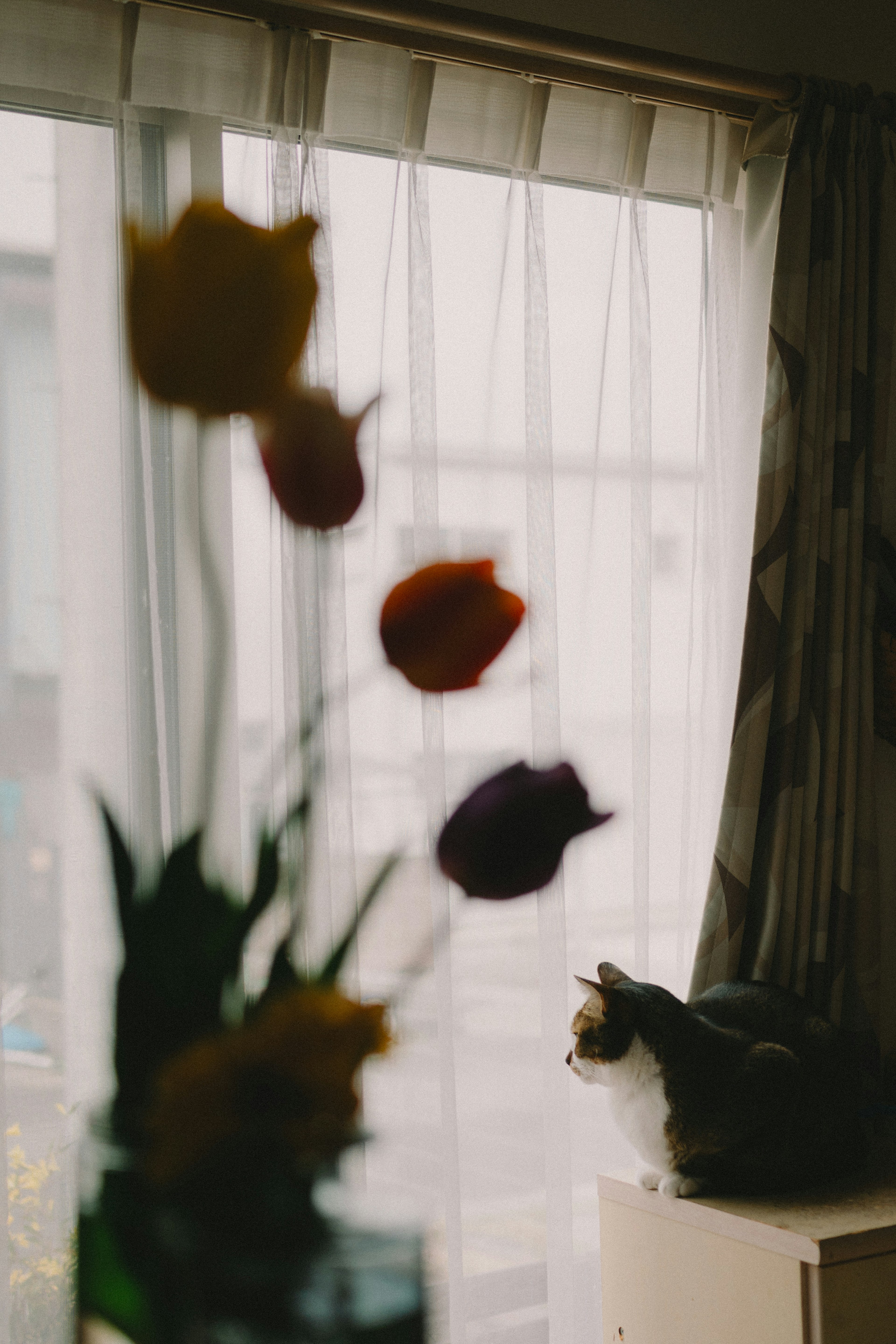 Ein verschwommener Blumenstrauß mit bunten Blumen und einer Katze am Fenster