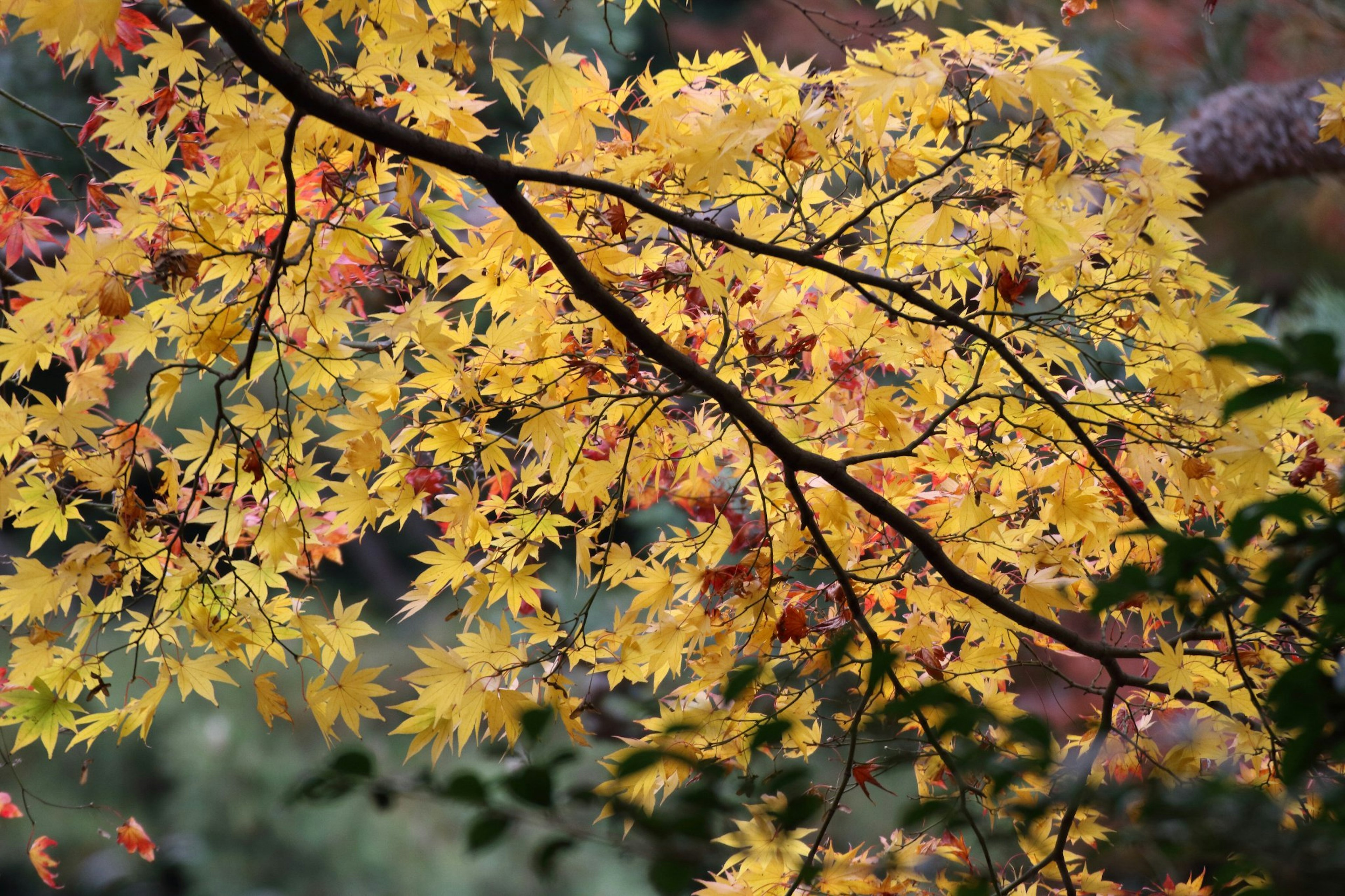 Primer plano de una rama de árbol con hojas amarillas vibrantes