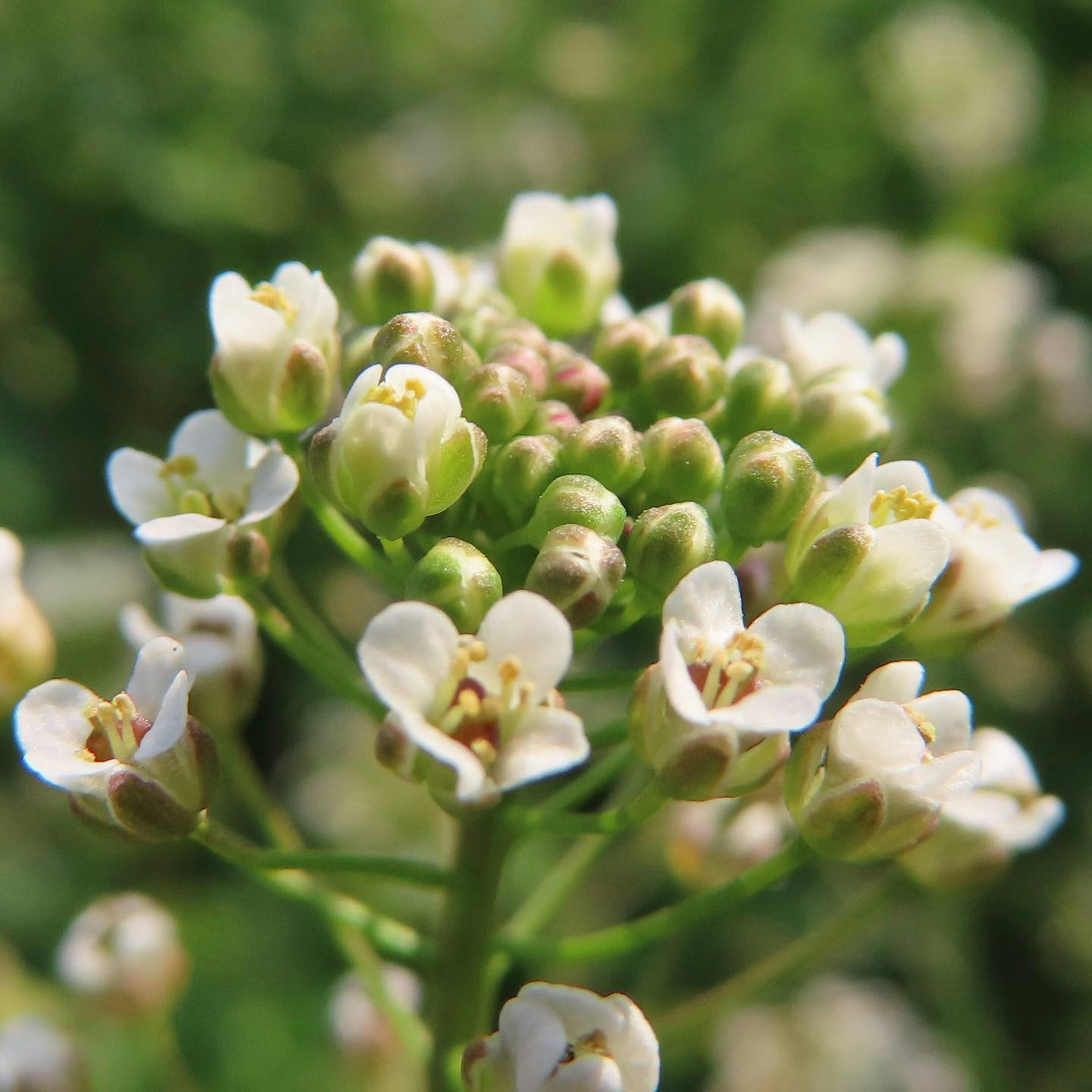 Foto close-up tanaman dengan bunga putih