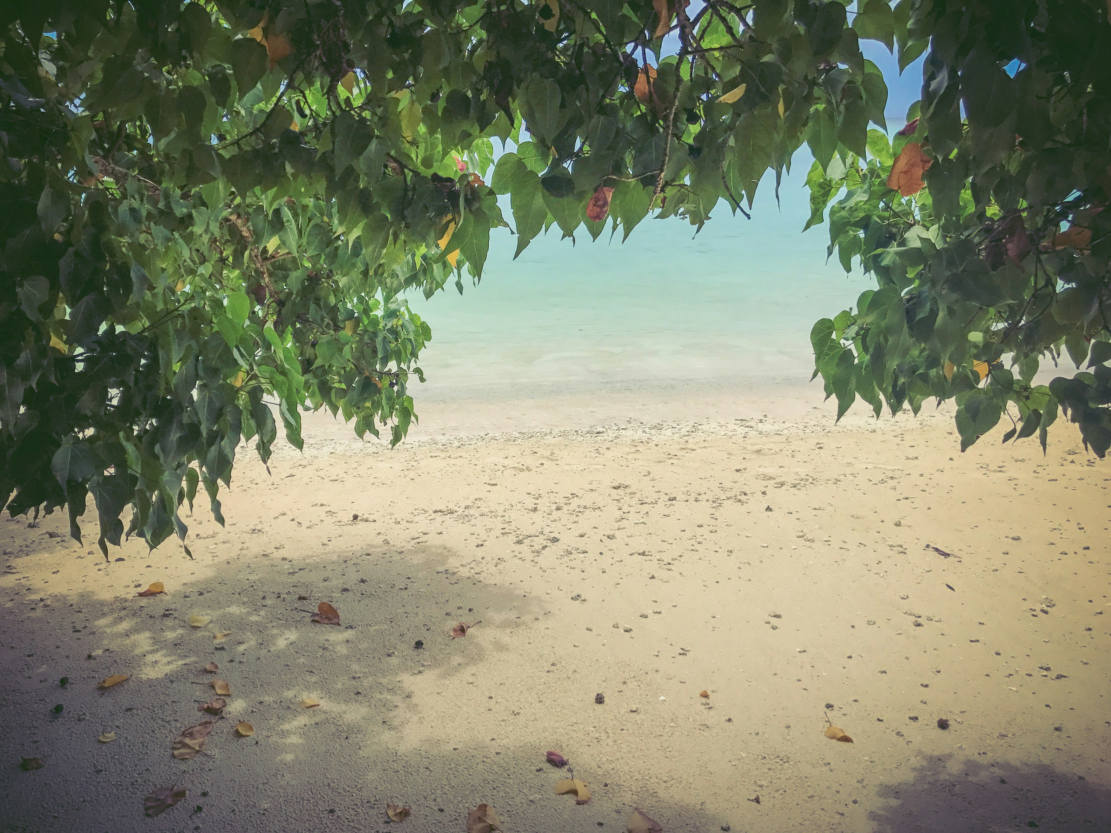 Pemandangan pantai yang tenang dengan laut biru dan pantai berpasir dikelilingi daun hijau