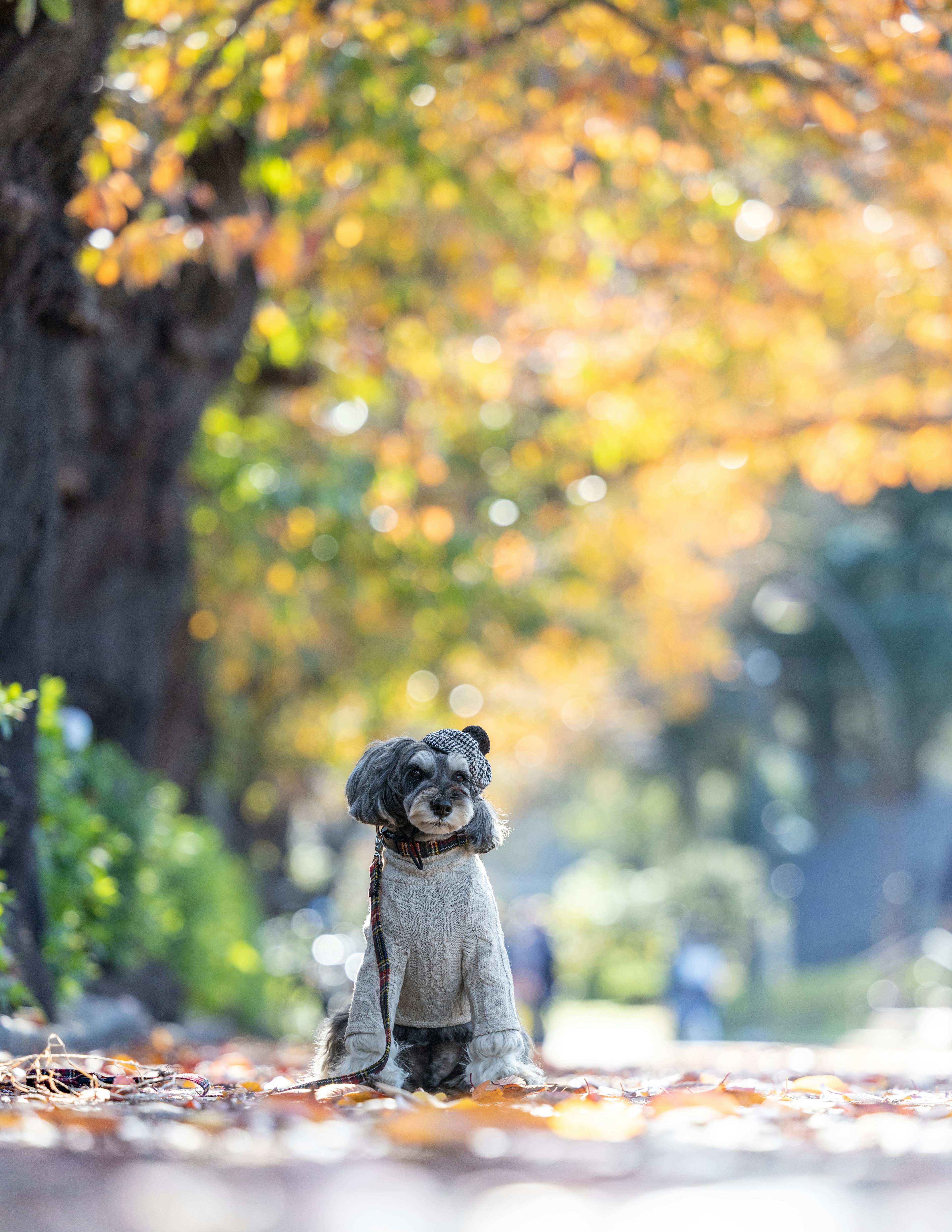 Perro sentado entre hojas de otoño en un parque